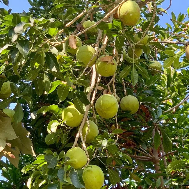 White Sapote var. Vernon (Casimiroa edulis) - 1 fresh seed / 1 frischer Samen