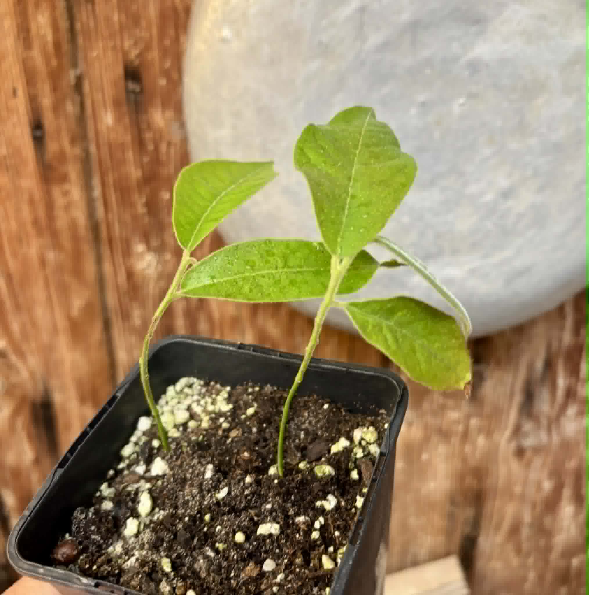 2 in 1 pot - Civet Banana (Uvaria grandiflora) -  2 seedlings in one pot / 2 Sämlinge in einem Topf