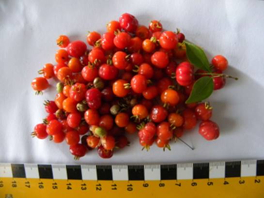 Eugenia longipedunculata - 1 potted plant / 1 getopfte Pflanze