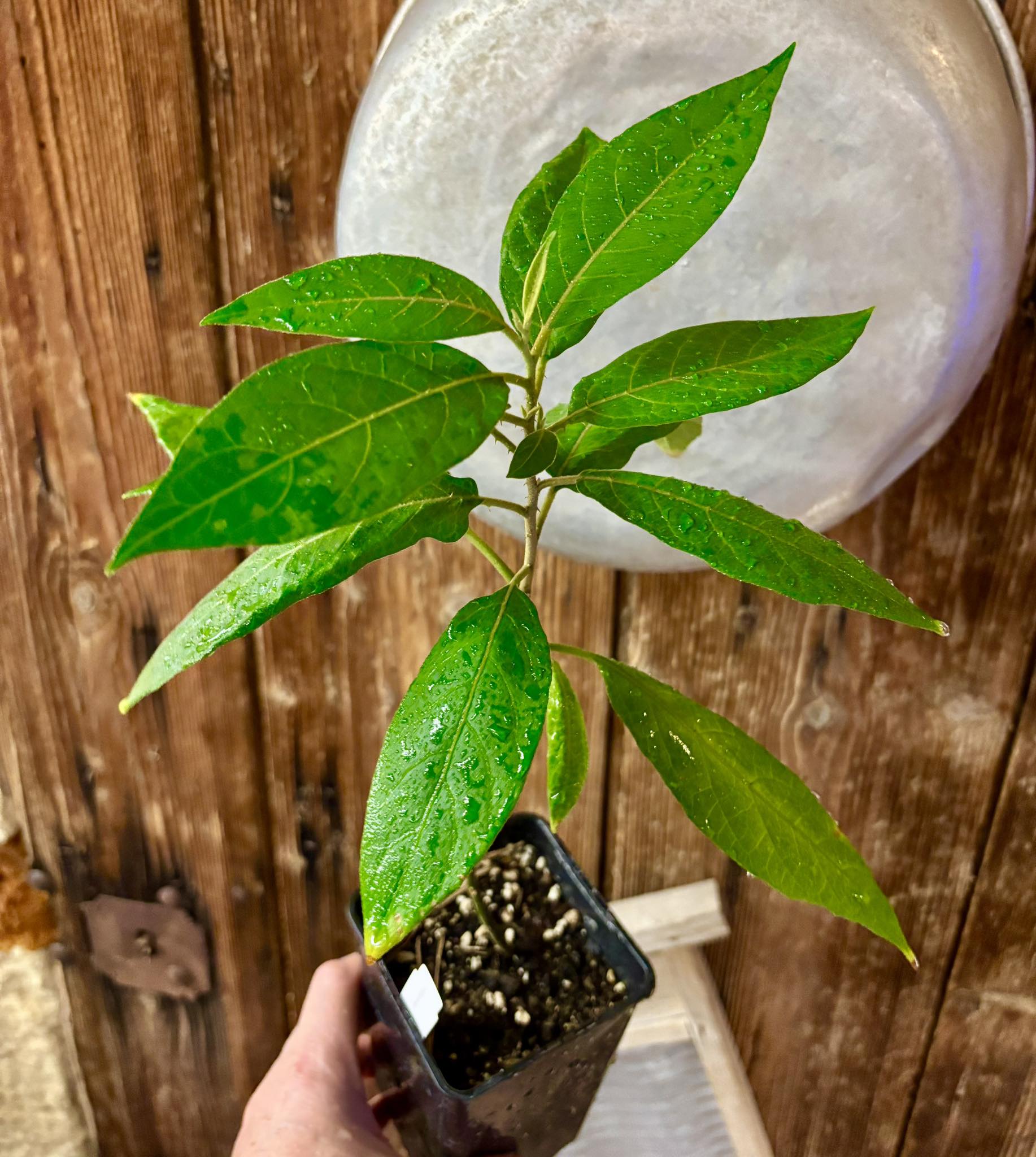 Solanum sp. Mata Escura - 1 potted plant / 1 getopfte Pflanze