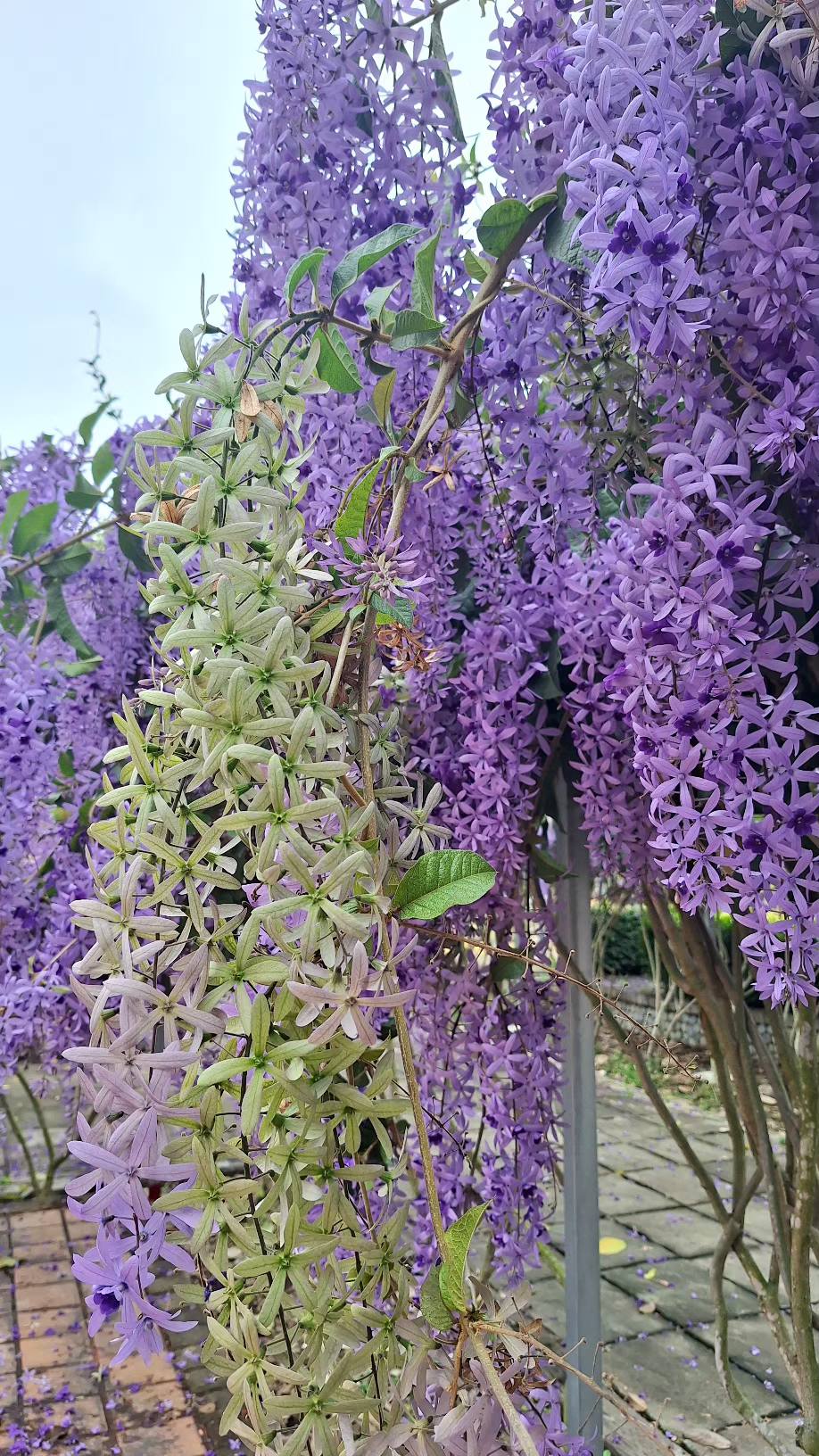 Sandpaper Vine (Petrea volubilis)  - 1 potted plant / 1 getopfte Pflanze