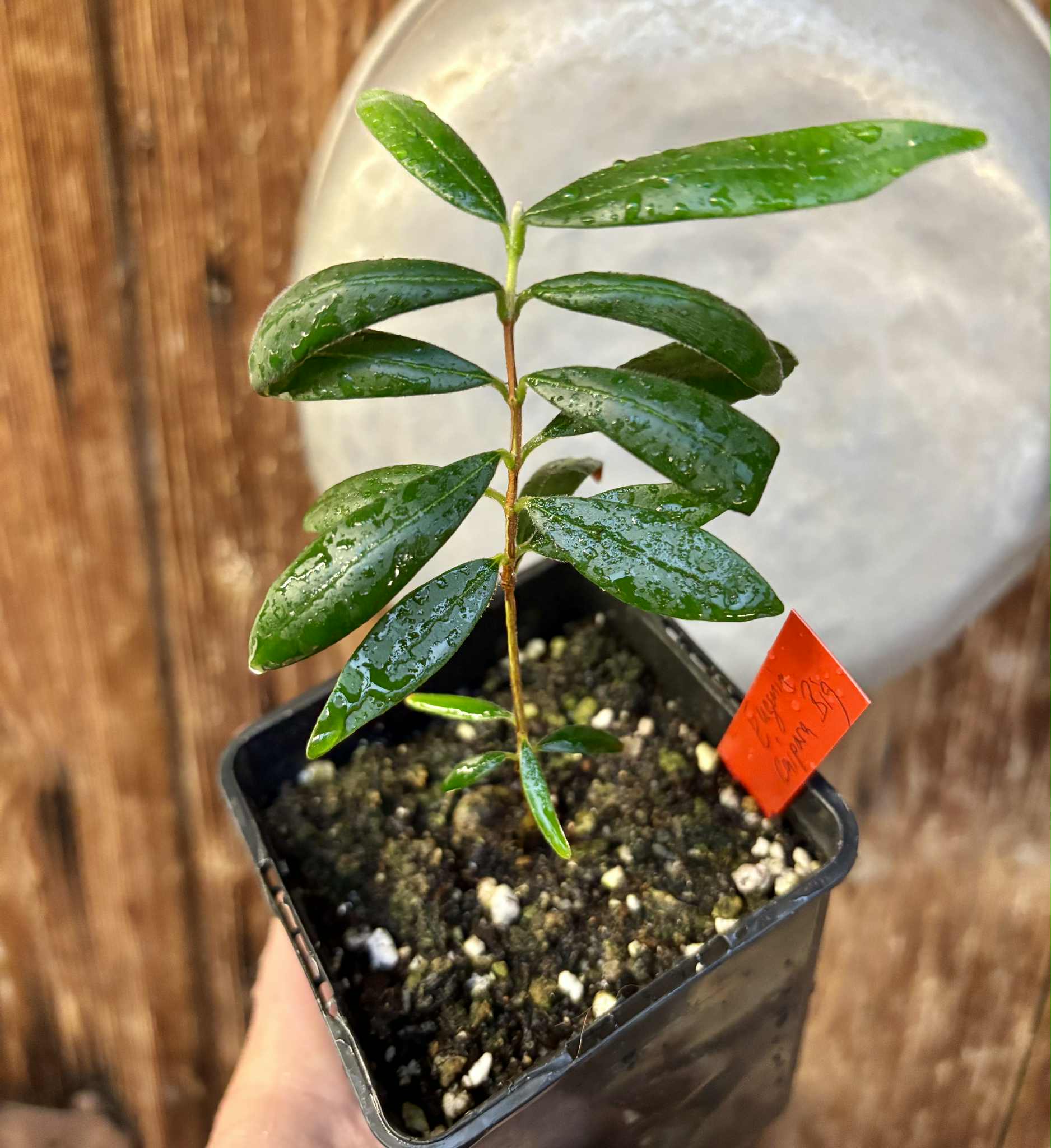 Eugenia caipora BIG -  1 potted plant / 1 getopfte Pflanze