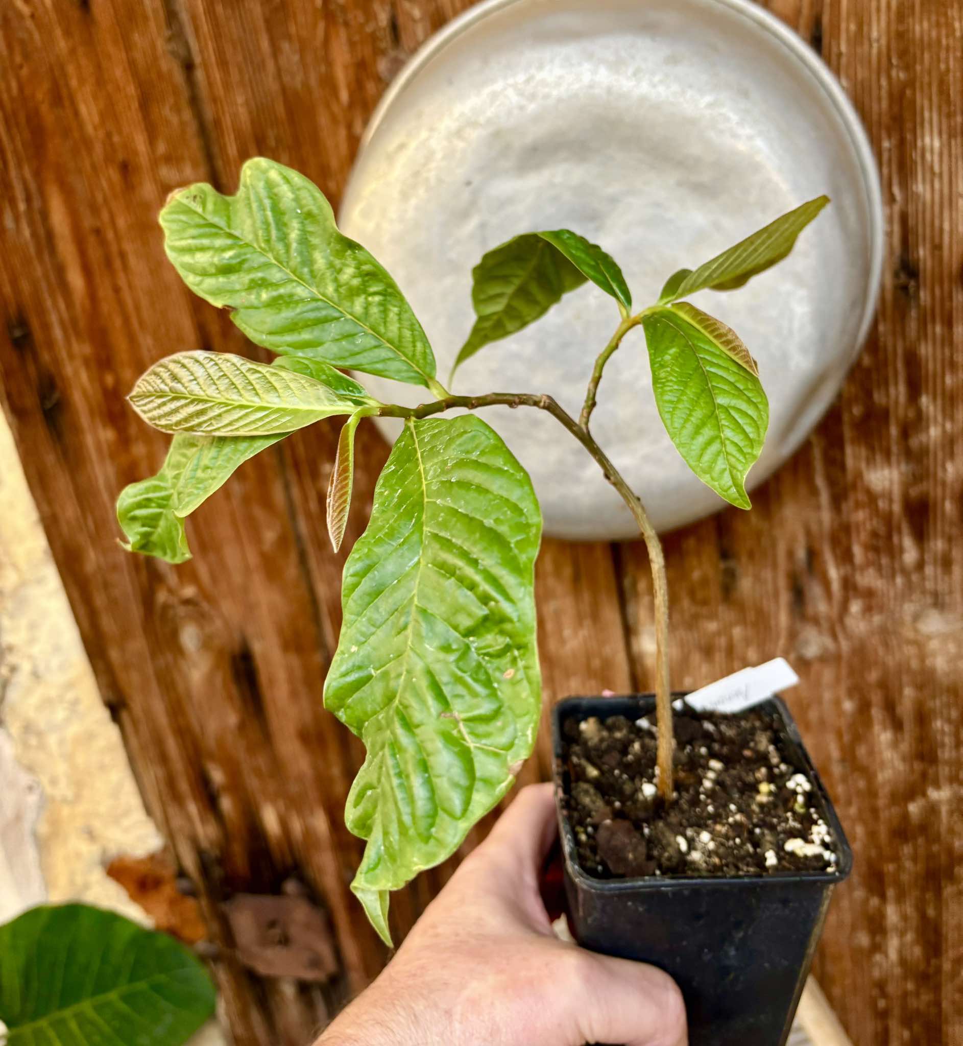 Annona purpurea - Soncoya - 1 potted plant / 1 getopfte Pflanze