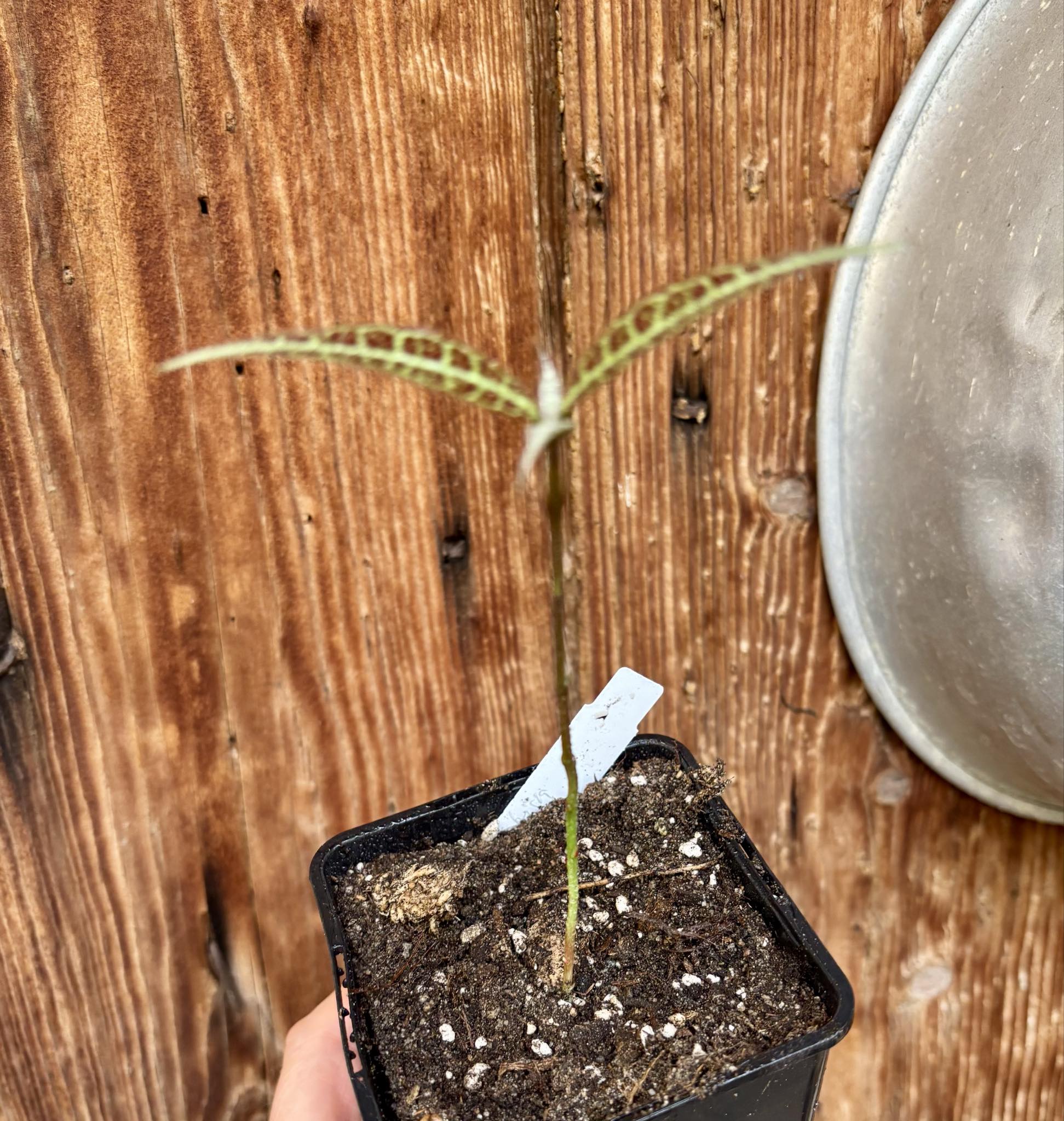 Eugenia sp Labisia -  1 potted seedling / 1 getopfter Sämling