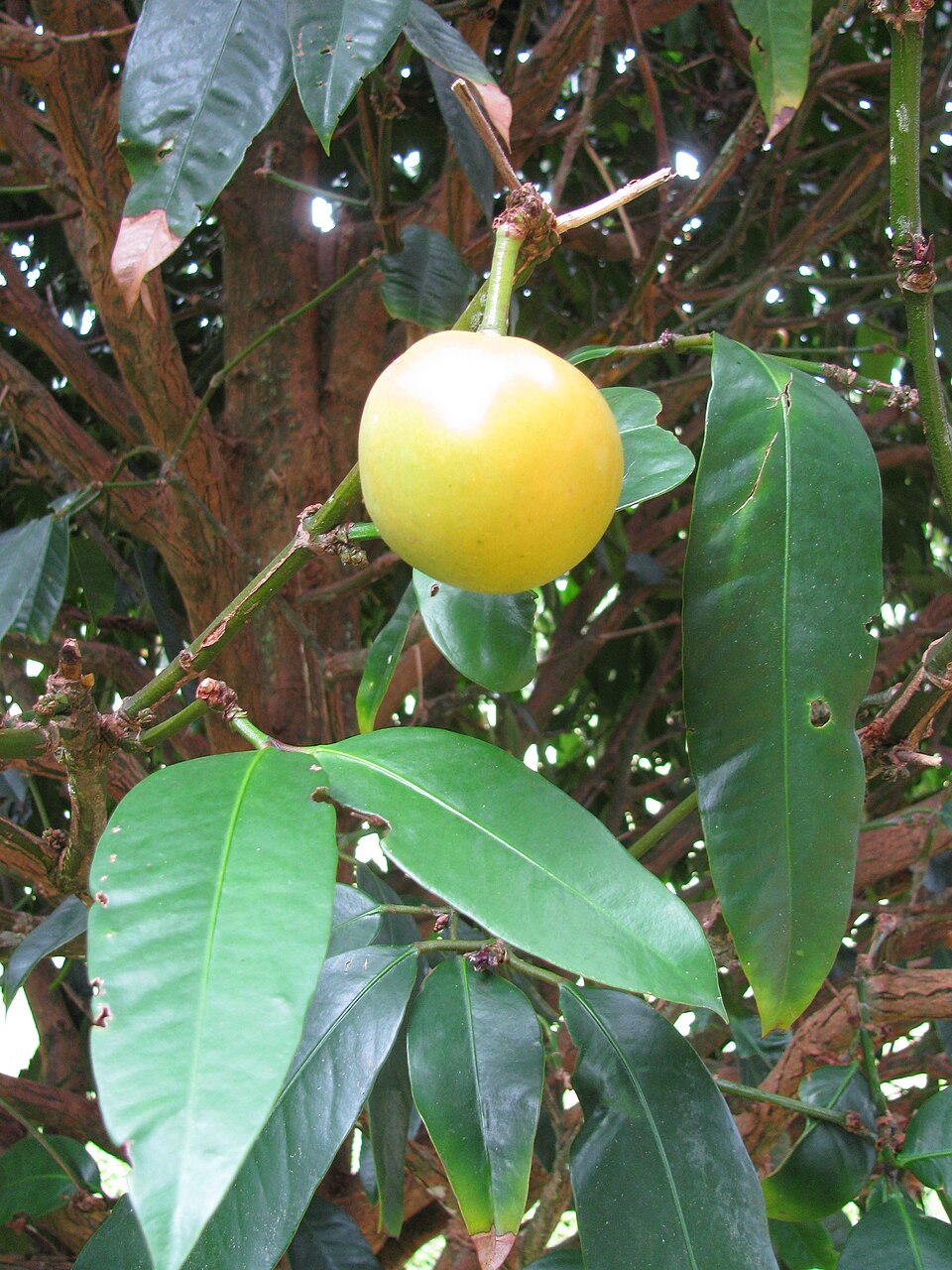 Pre Order - Yellow Mangosteen (Garcinia xanthochymus) - 1 fresh seed / 1 frischer Samen