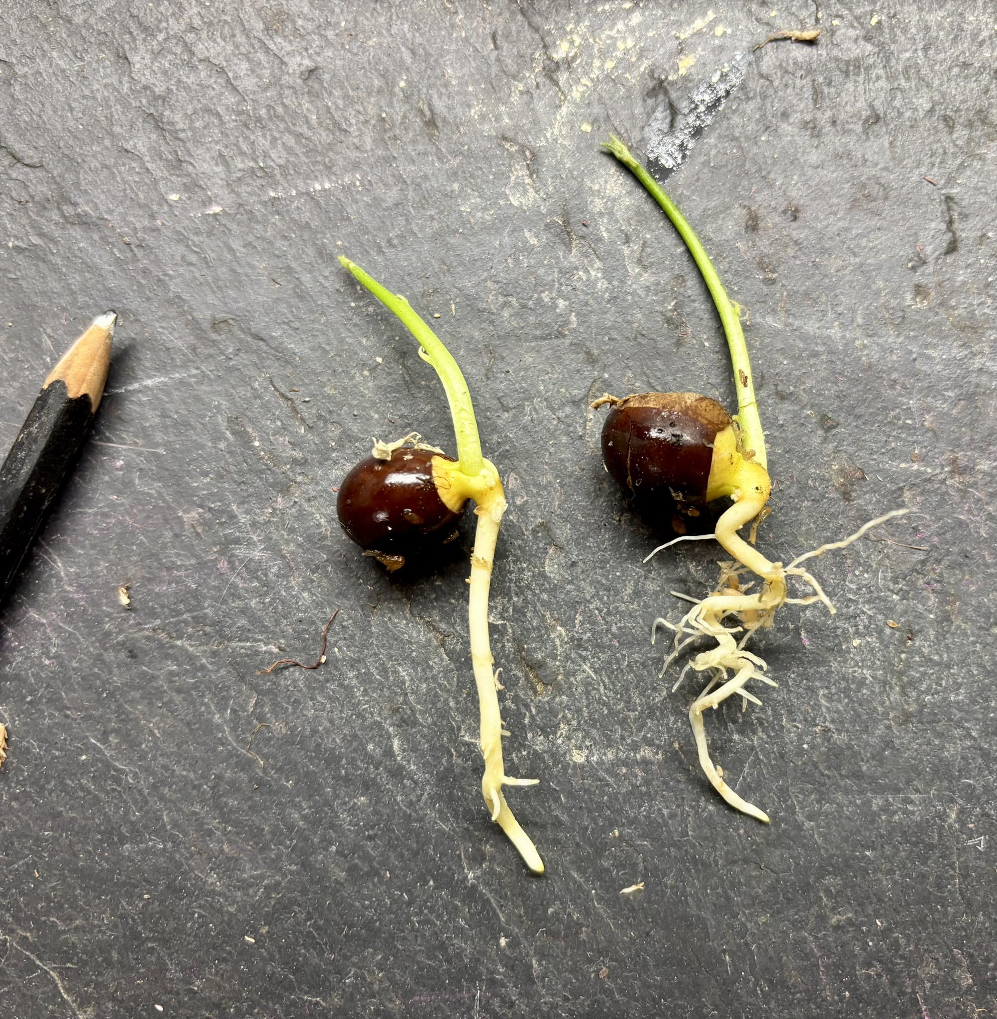 Ross Sapote (Pouteria sp) - 1 germinated seed / 1 gekeimter Samen
