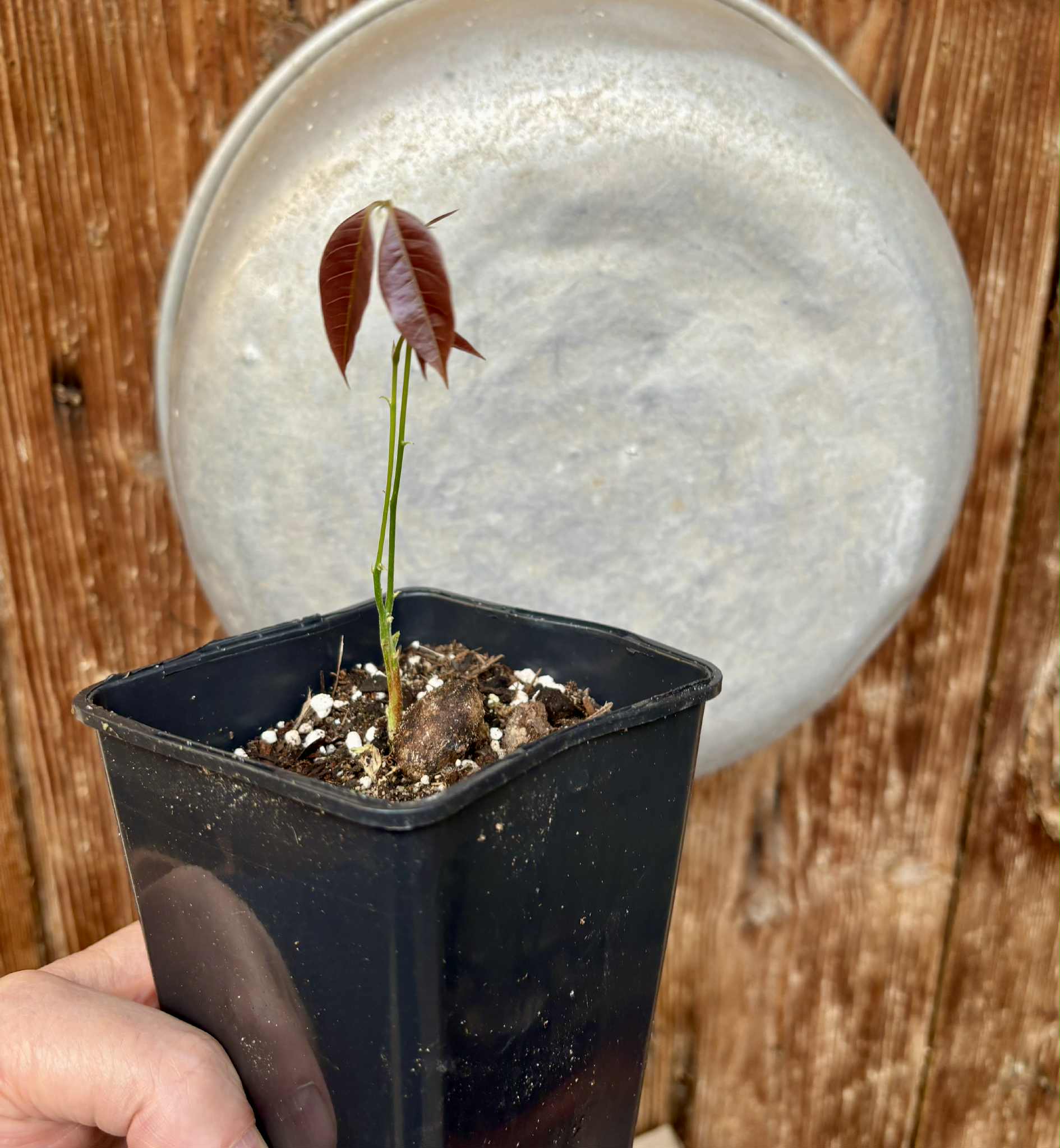 Melicoccus sp Bahia - 1 potted seedling / 1 getopfter Sämling