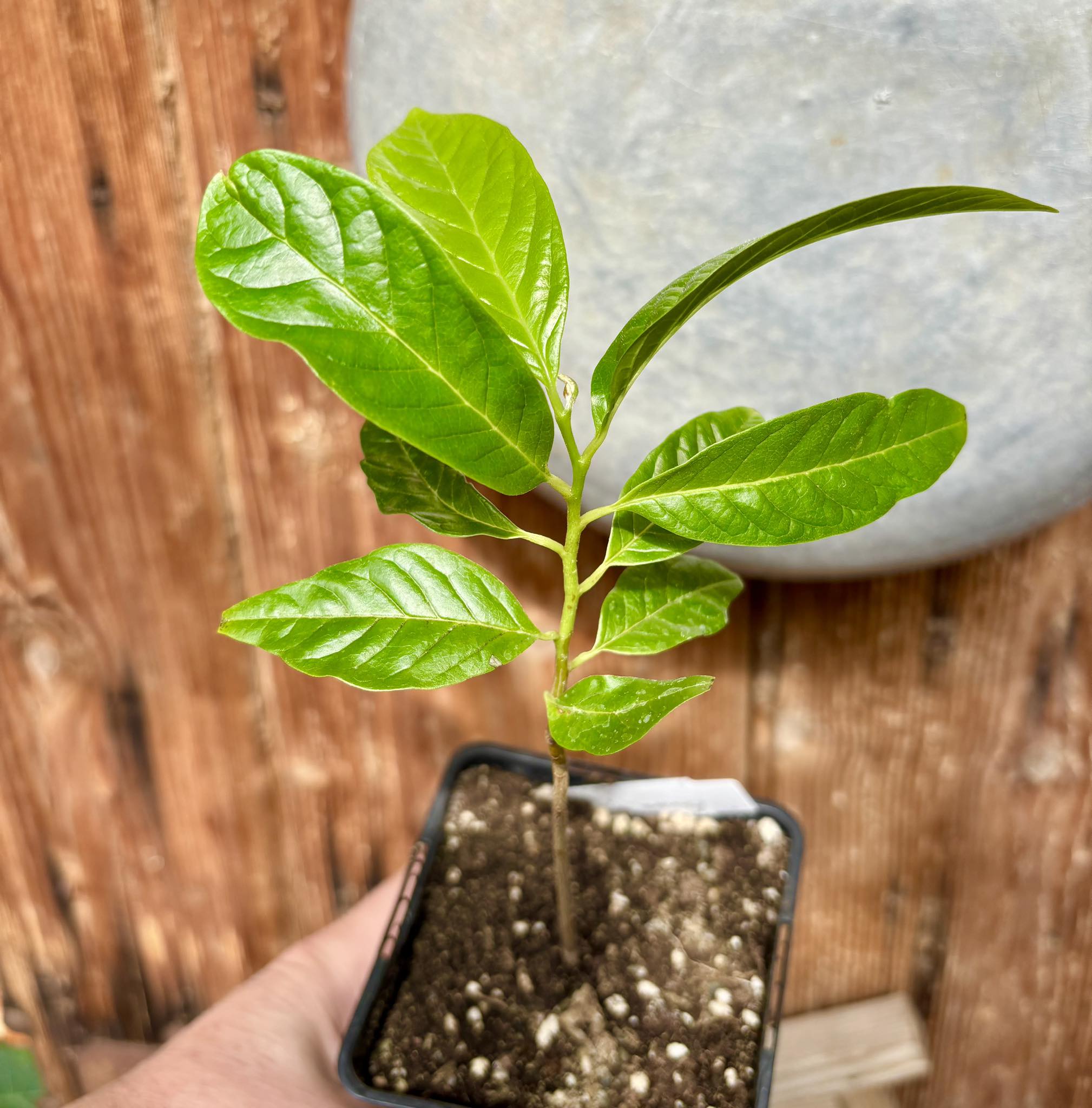 Annona reticulata big pink-red variety - 1 potted plant / 1 getopfte Pflanze