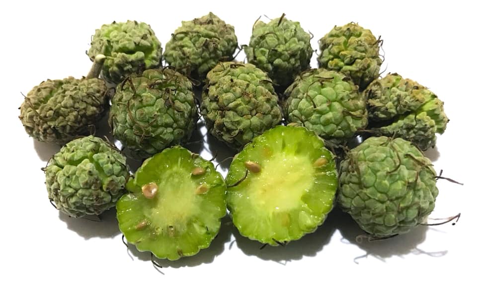 Green Che (Maclura tinctoria) - 5 fresh seeds / 5 frische Samen