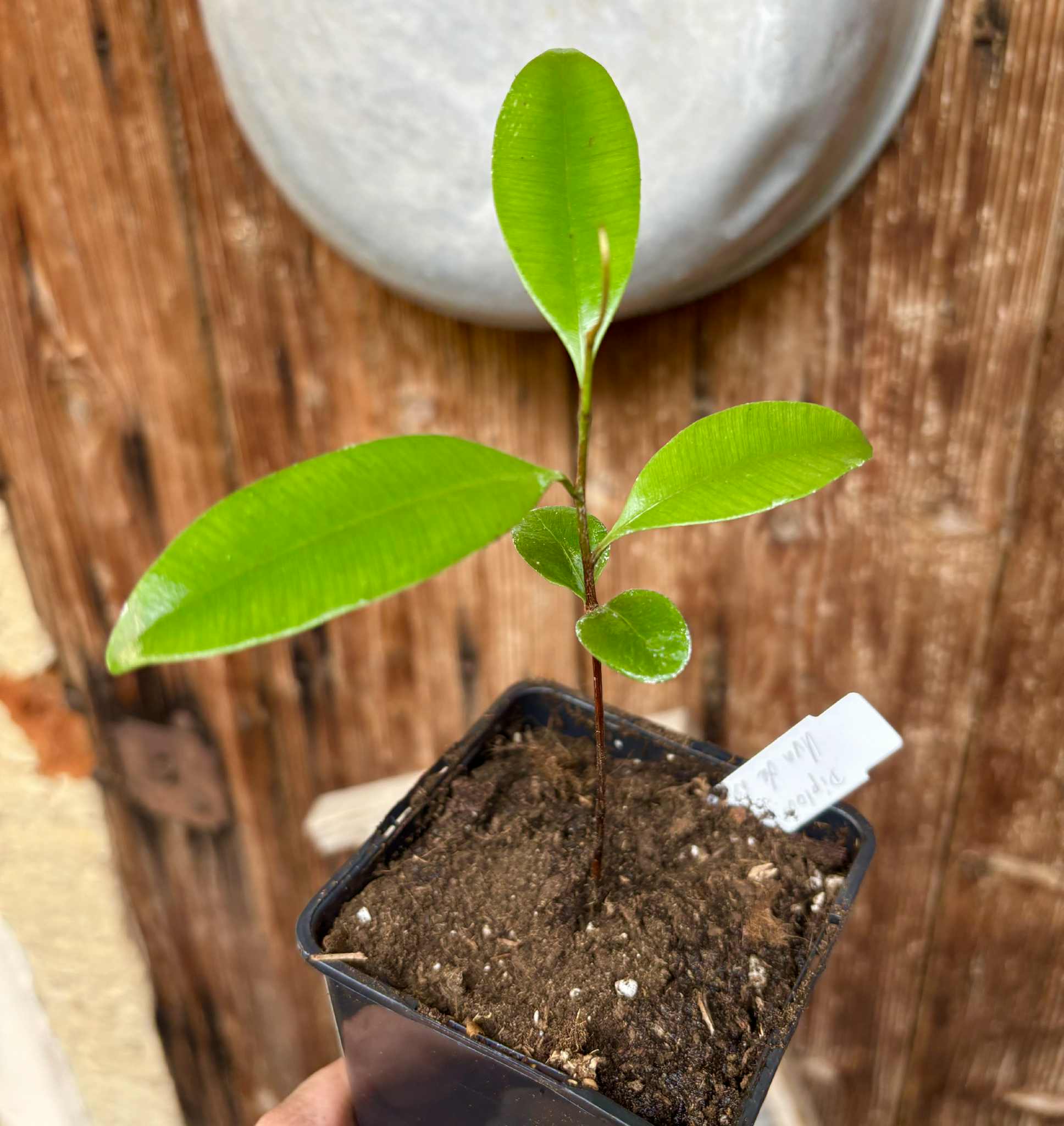 Diploon sp Uva de Leite  -  1 potted plant / 1 getopfte Pflanze