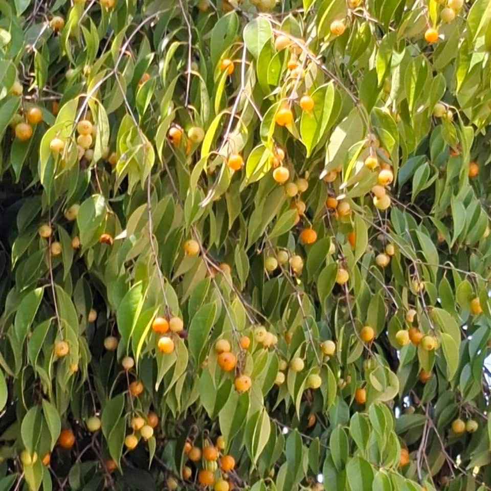 Yellow Guaburiti (Plinia rivularis var. flava) - 1 fresh seed / 1 frischer Samen