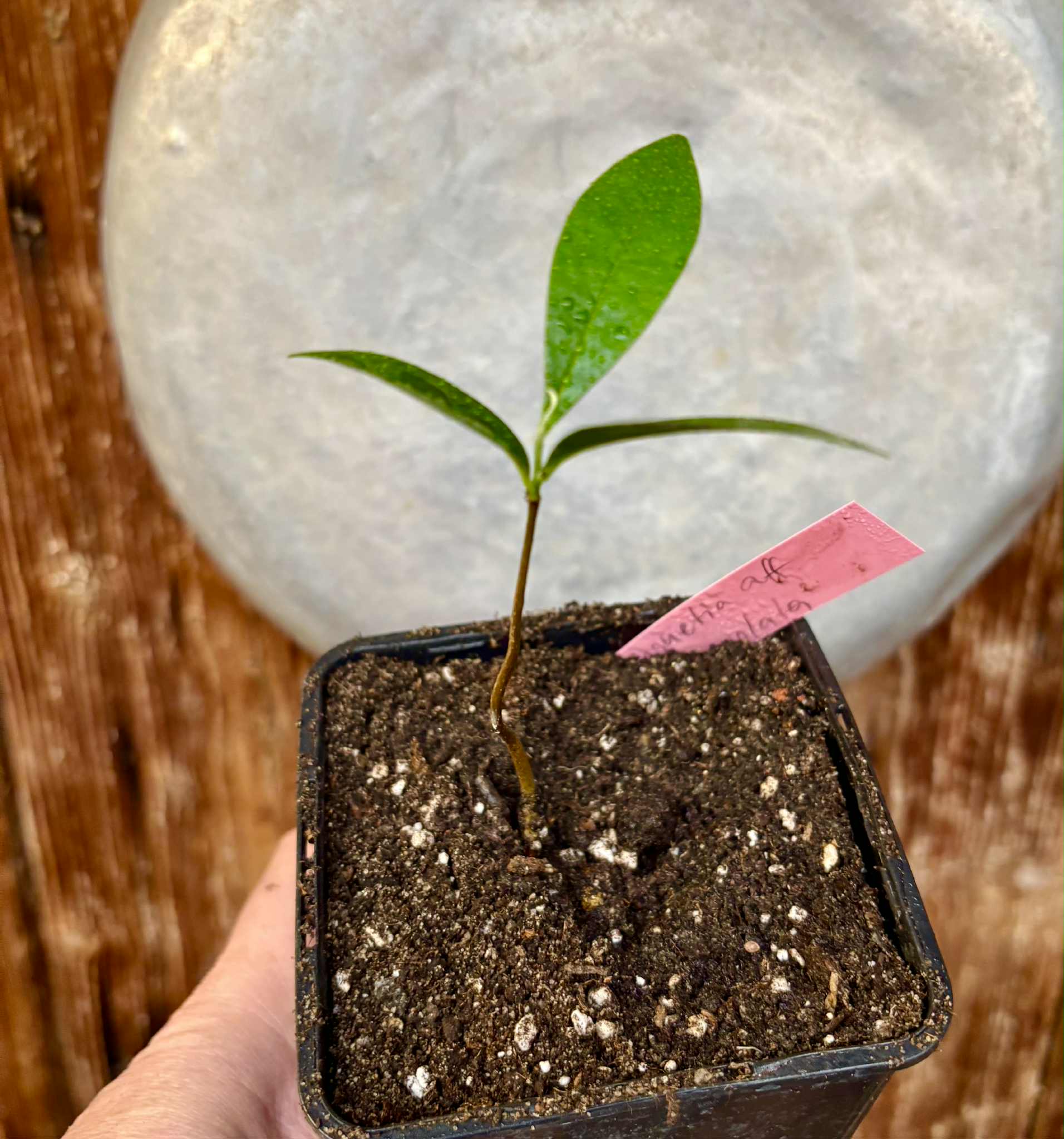 Duguetia aff. lanceolata - Pindauva Roxa -   1 potted plant / 1 getopfte Pflanze