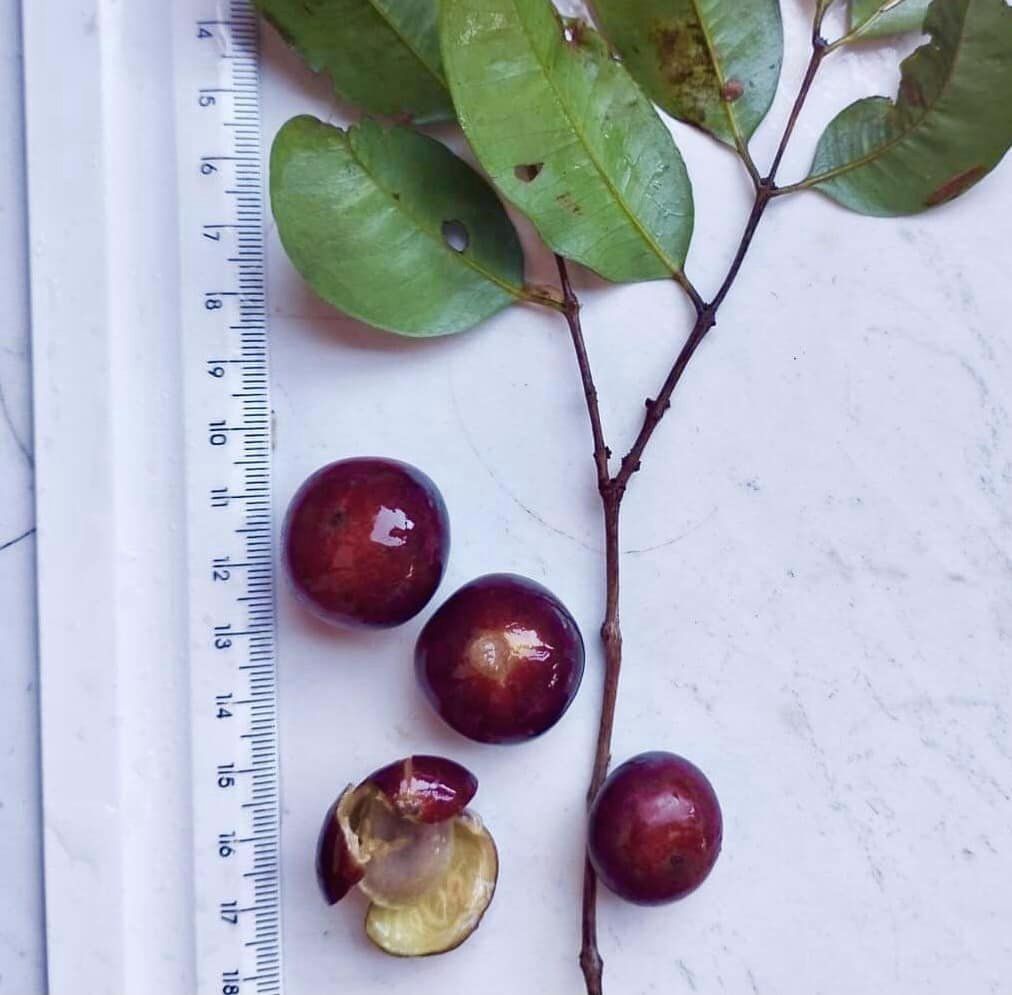 Myrciaria sp Jaboticaba - 1 potted plant / 1 getopfte Pflanze