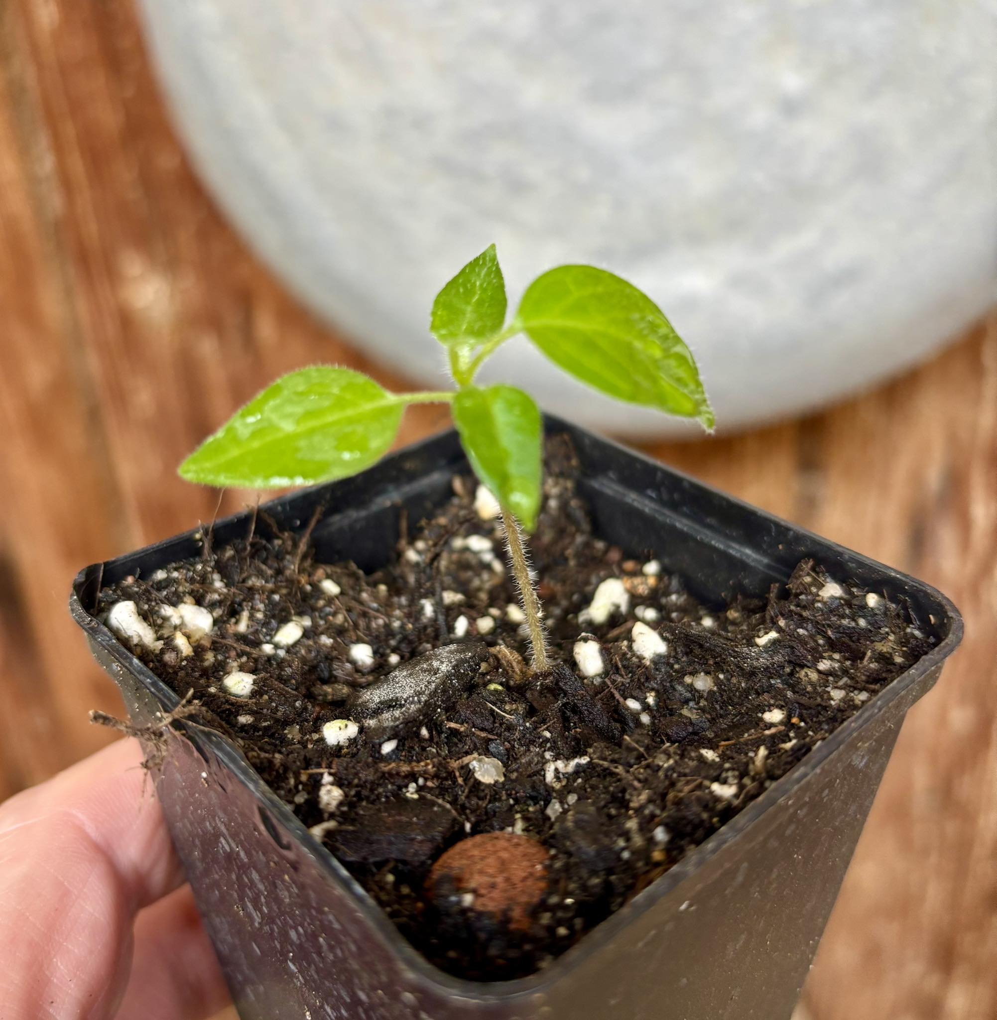 Solanum luridifuscescens - Tomatao Verde Piloso - 1 small potted seedling / 1 kleiner, getopfter Sämling