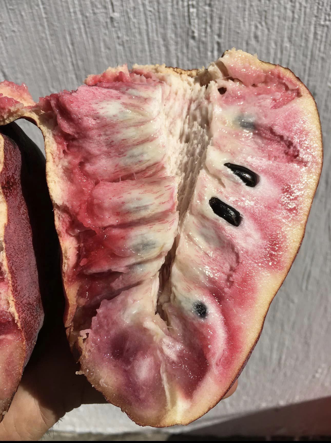 Annona reticulata big pink-red variety - 1 potted plant / 1 getopfte Pflanze