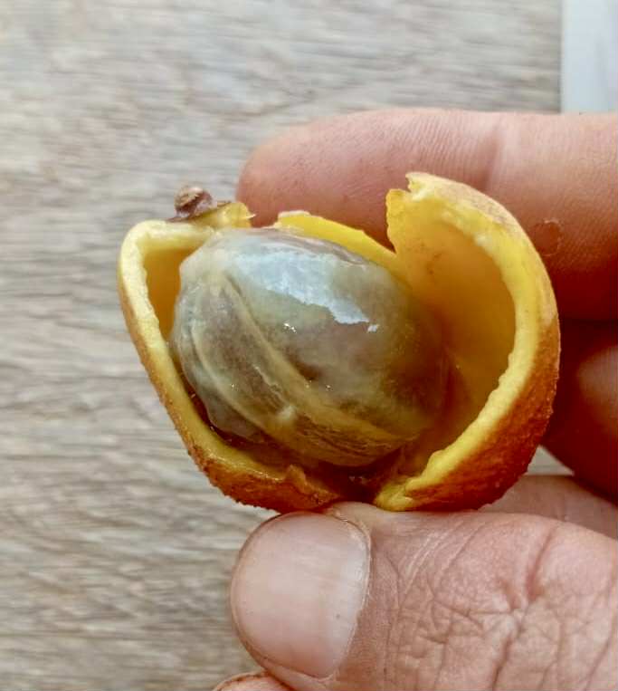 Pradosia sp Rondonia - 1 fresh seed / 1 frischer Samen