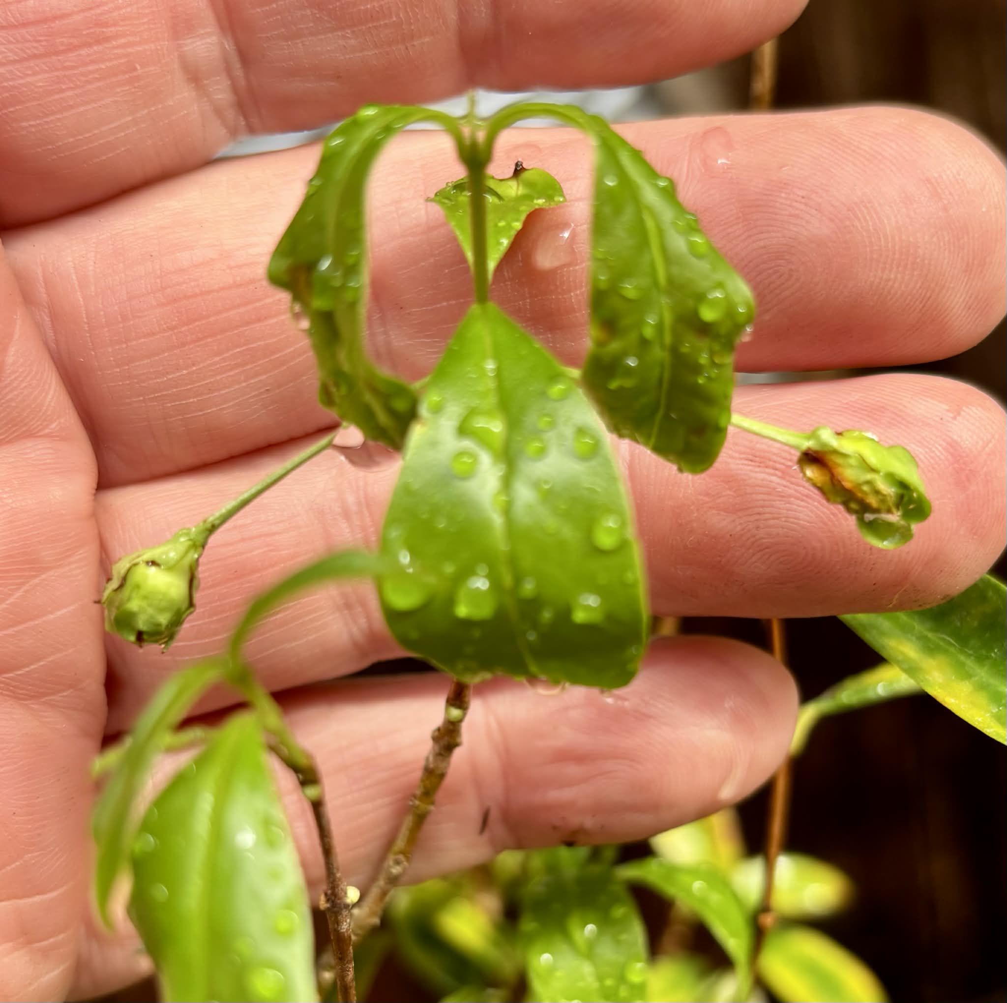 with flowers - 5 years old - Cherry of Rio Grande (Eugenia involucrata) - 1 potted plant / 1 getopfte Pflanze