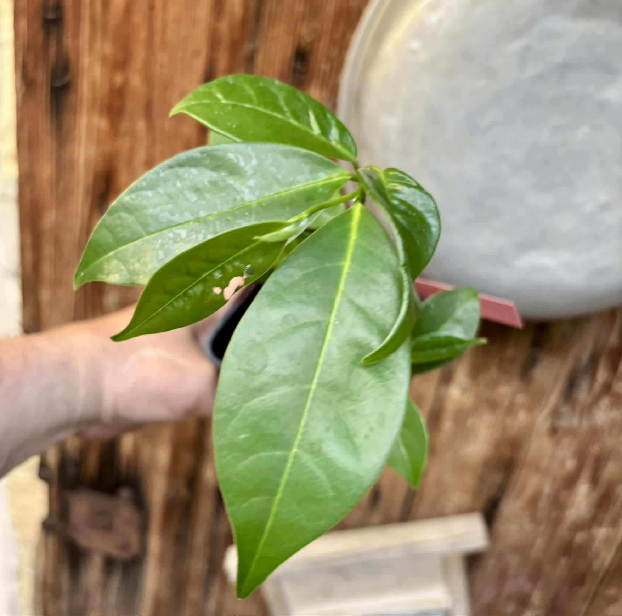 3 in 1 pot - Annona montana - Mountain Soursop - 3 seedlings in one pot / 3 Sämlinge in einem Topf