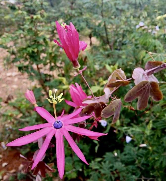 Pre Order - Passiflora edmundoi - 5 fresh seeds / 5 frische Samen