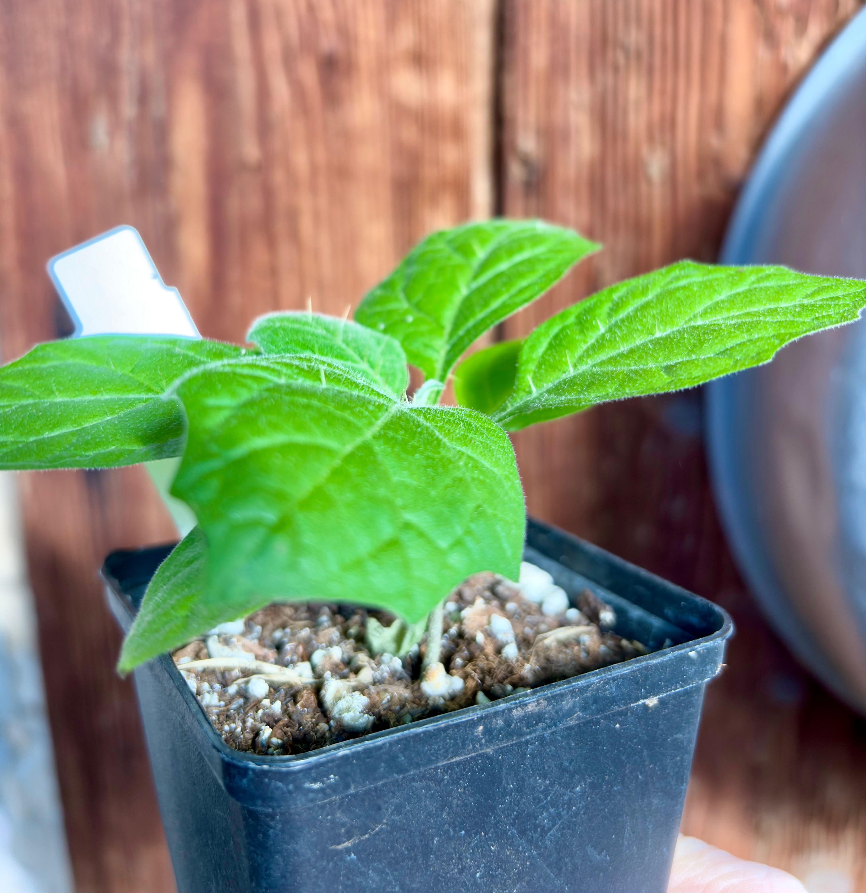 Juã-Açu - Solanum oocarpum  - 1 small potted plant / 1 kleine getopfte Pflanze 
