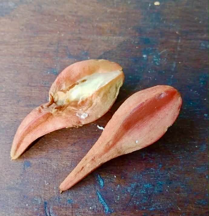 Pre Order - Chrysophyllum splendens  - 1 fresh seed / 1 frischer Samen