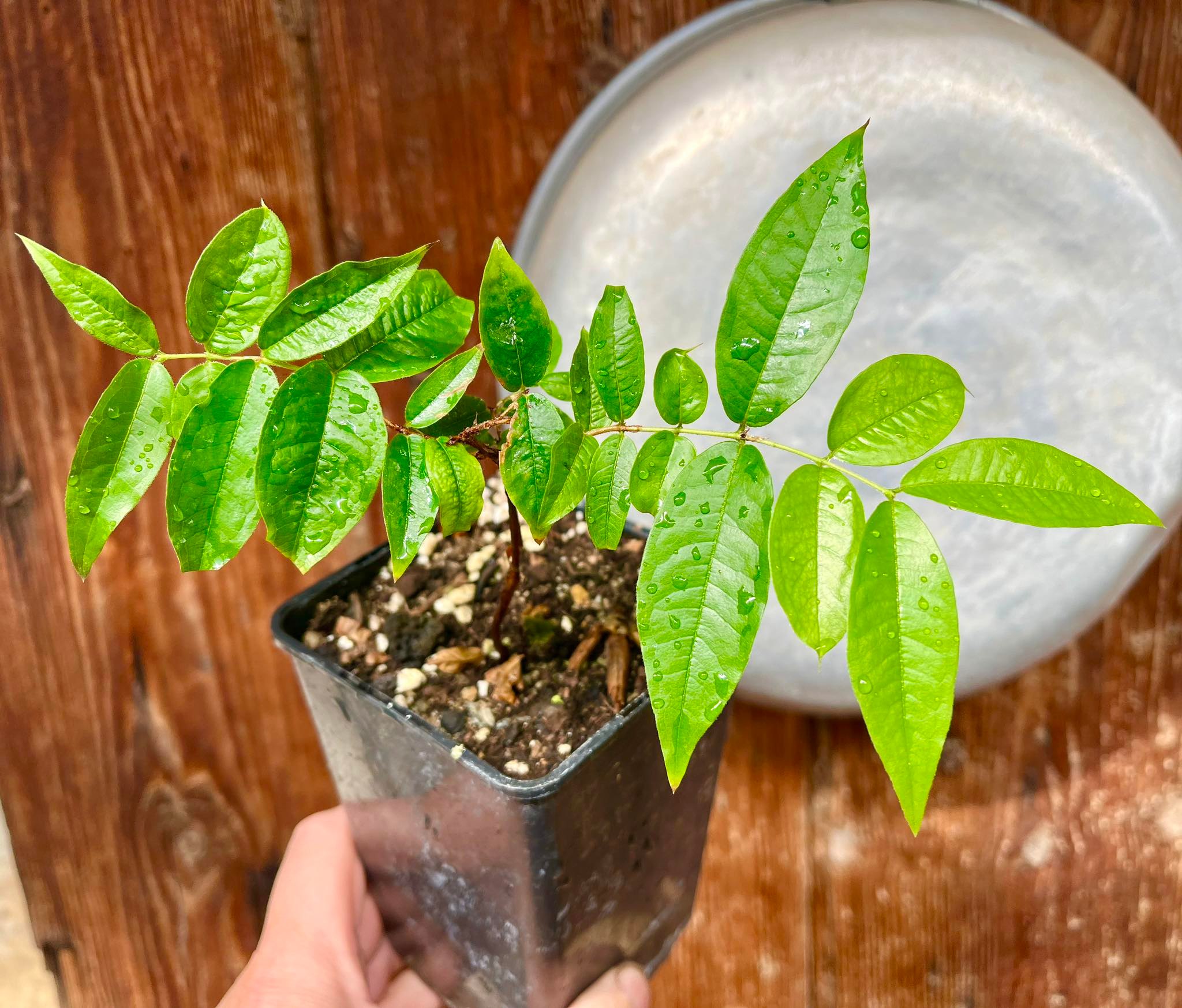 Jaboticaba escarlate / Scarlet 1 plant / 1 Pflanze