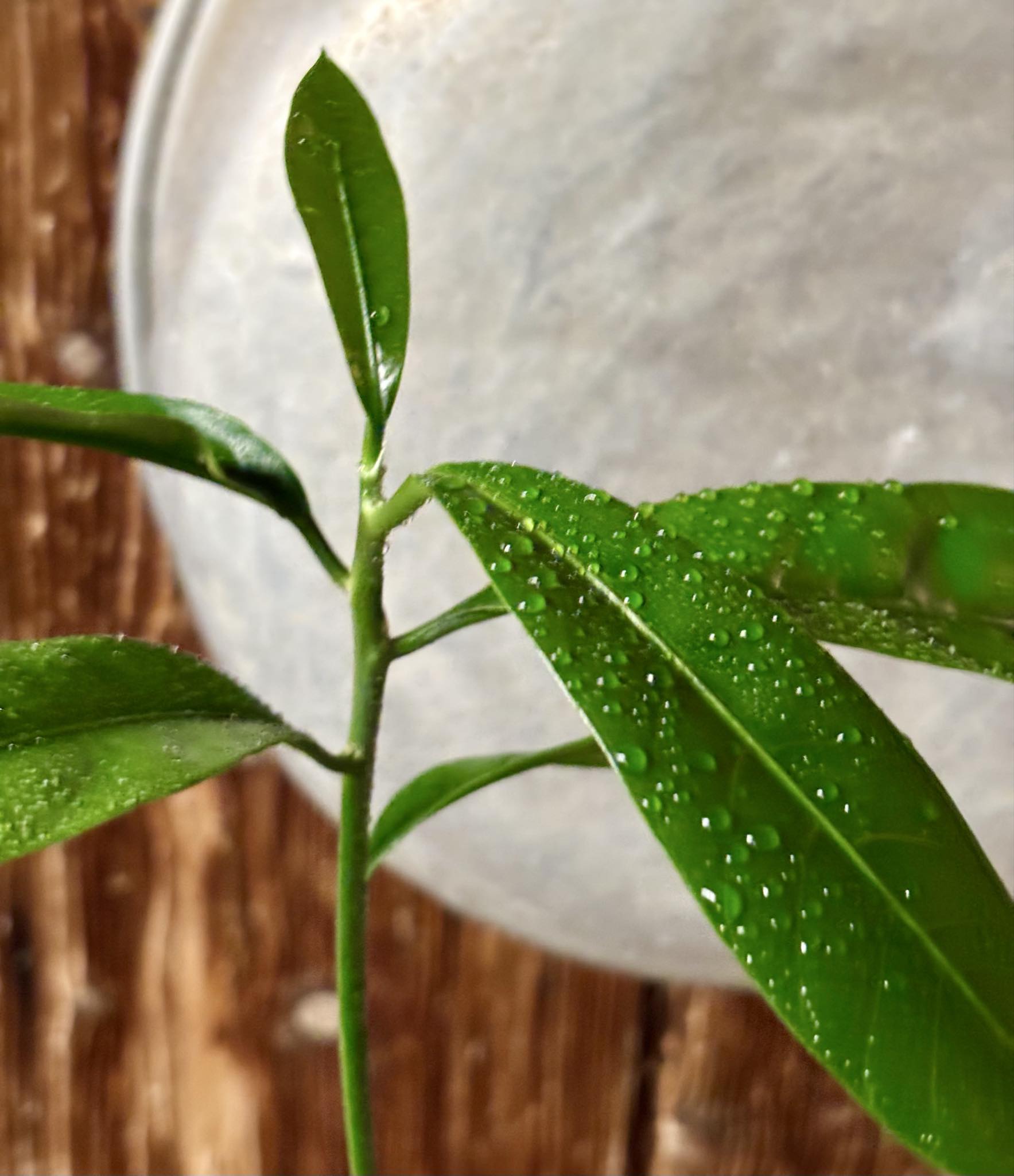 Chrysophyllum sp Abiu Rondonia - 1 potted seedling / 1 getopfter Sämling Chrysophyllum sp Abiu Rondonia - 1 potted seedling / 1 getopfter Sämling
