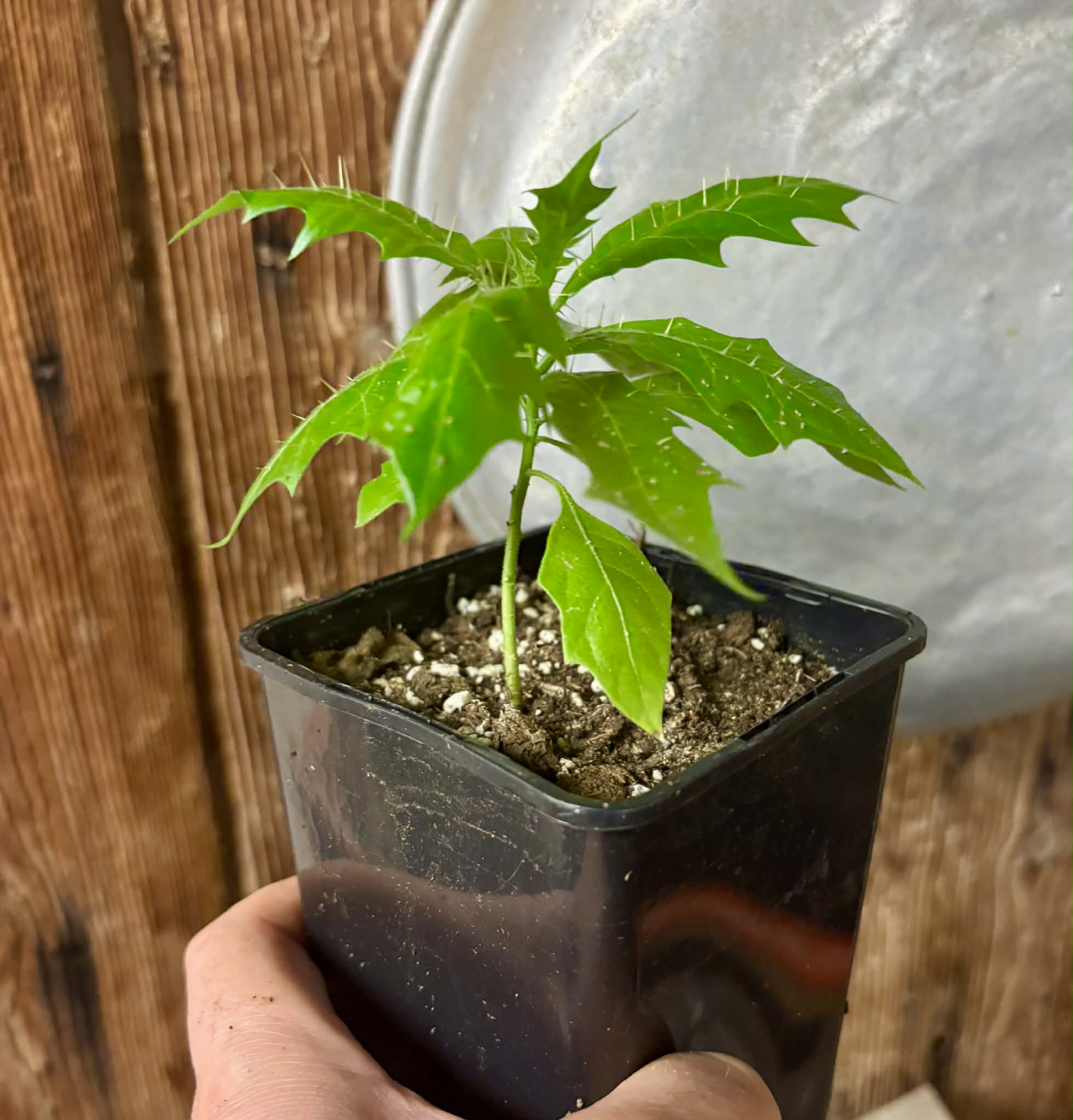 Juá do Jequitinhonha (Solanum schizandrum) - 1 potted seedling / 1 getopfter Sämling