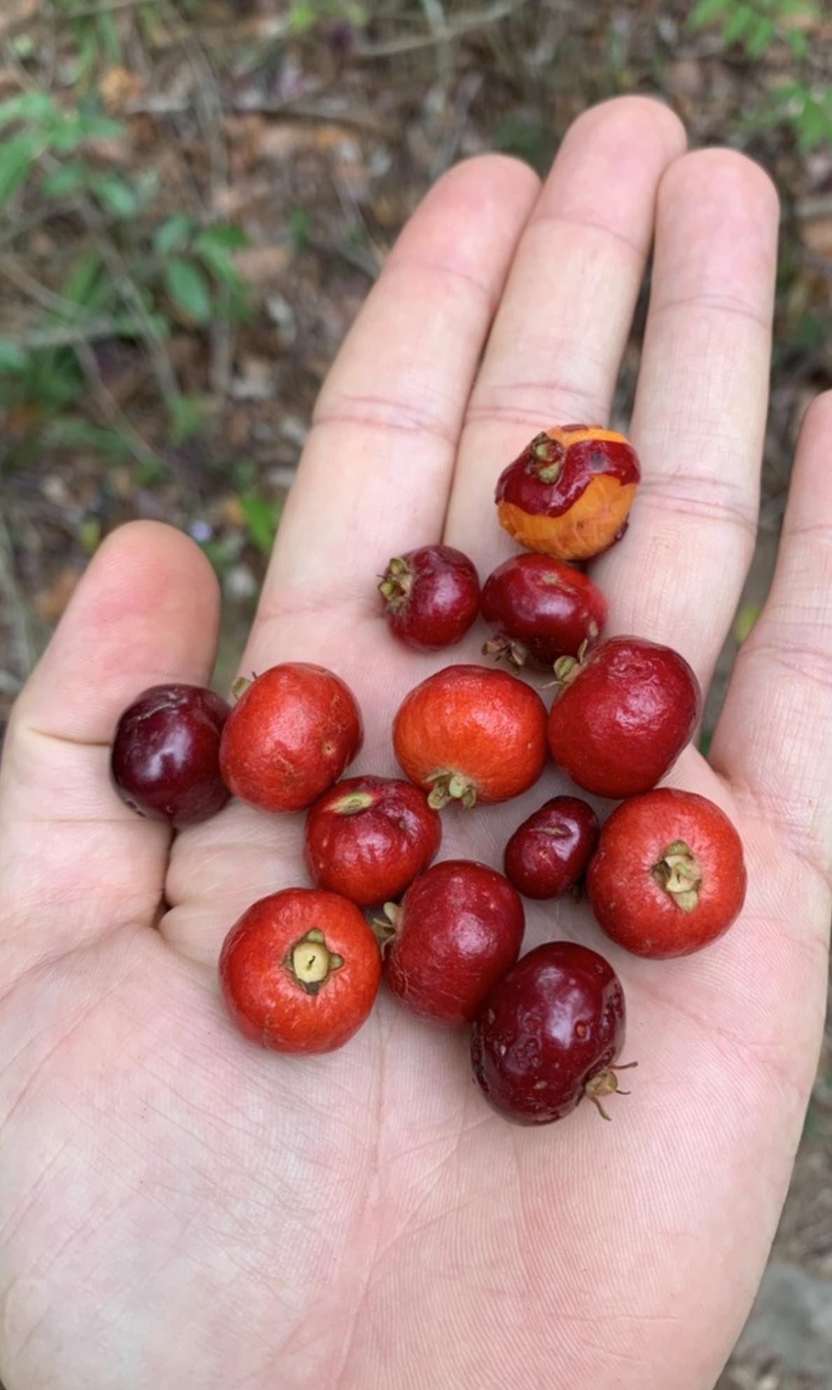 Eugenia pisiformis - Uvaia vermelha da mata - 1 fresh seed / 1 frischer Samen