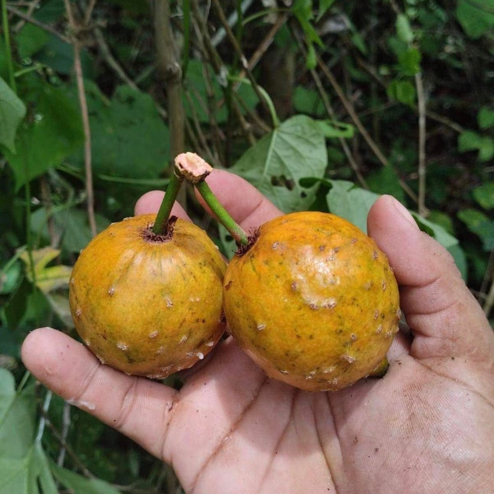 Garcinia sp Peru, 1 potted seedling / 1 getopfter Sämling