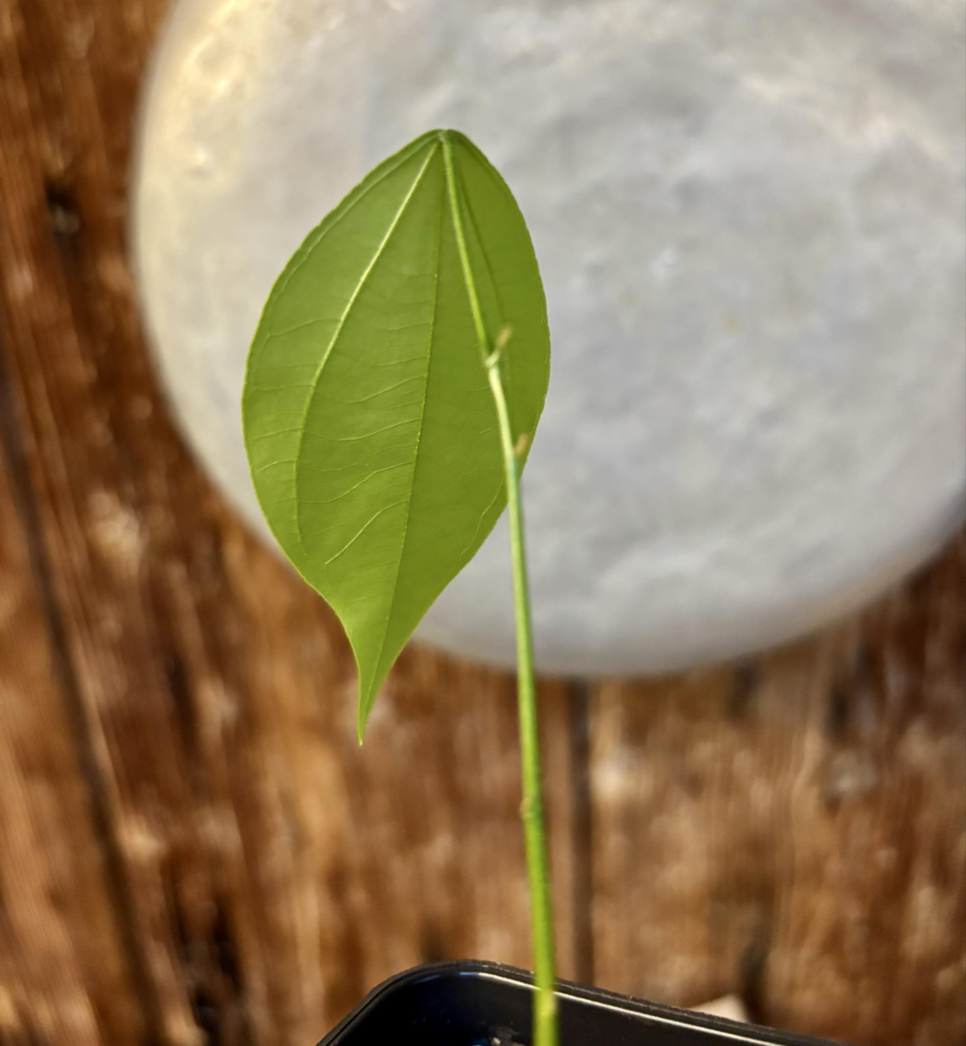 Pitombinha da Amazonia (Abuta grandifolia) - 1 potted seedling / 1 getopfter Sämling