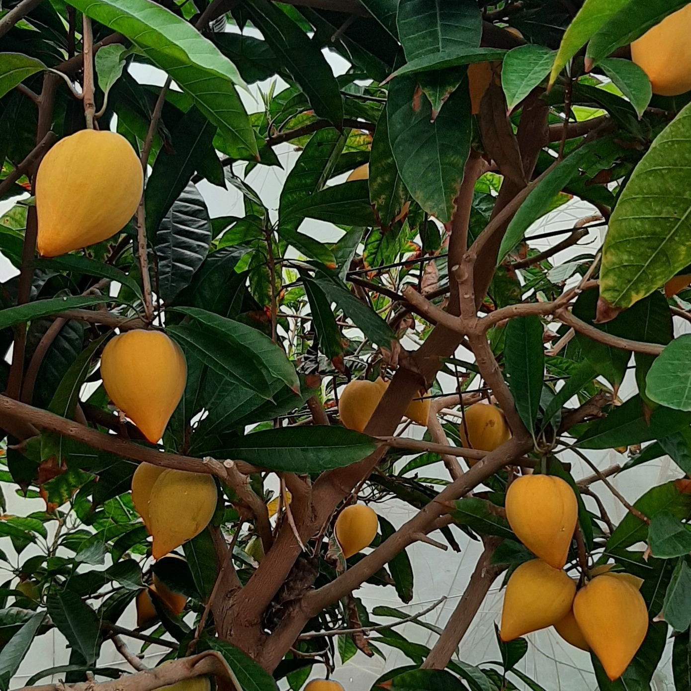 Canistel var. Bruce  (Lucuma campechiana) - 2 germinated seeds / 2 gekeimte Samen