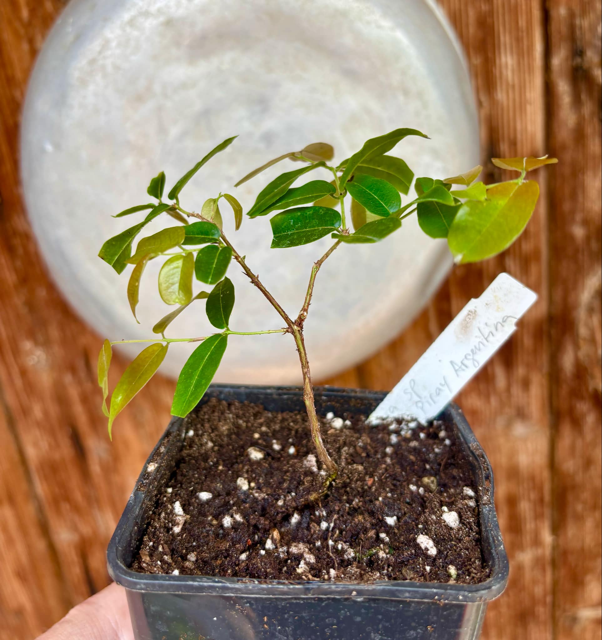 Plinia sp Giant Piray Argentina - 1 potted plant / 1 getopfte Pflanze