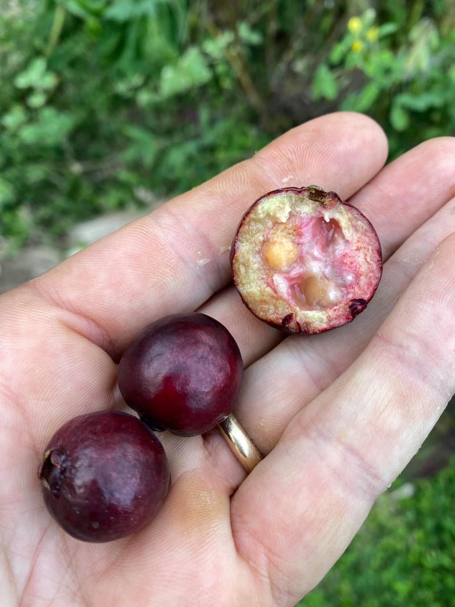 Purple Forest Guave - Psidium myrtoides  - 1 small potted seedling / 1 kleiner, getopfter Sämling