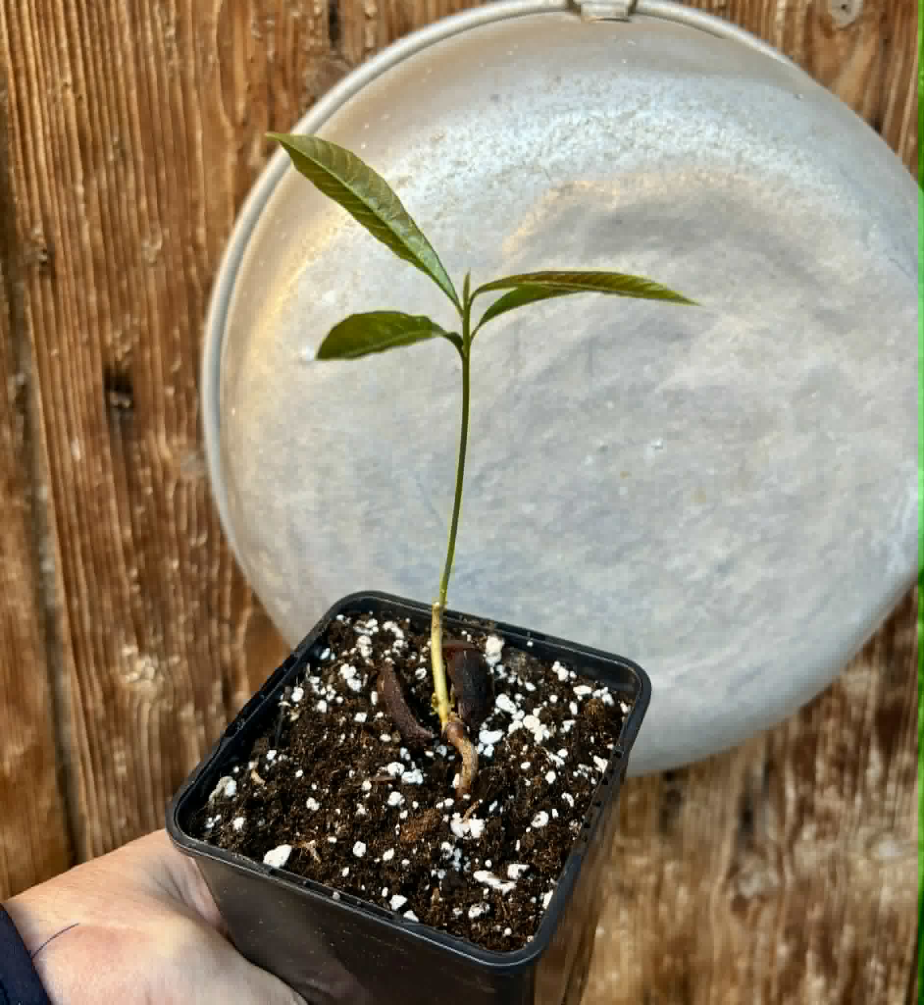 Pradosia sp Rondonia - 1 potted seedling / 1 getopfter Sämling
