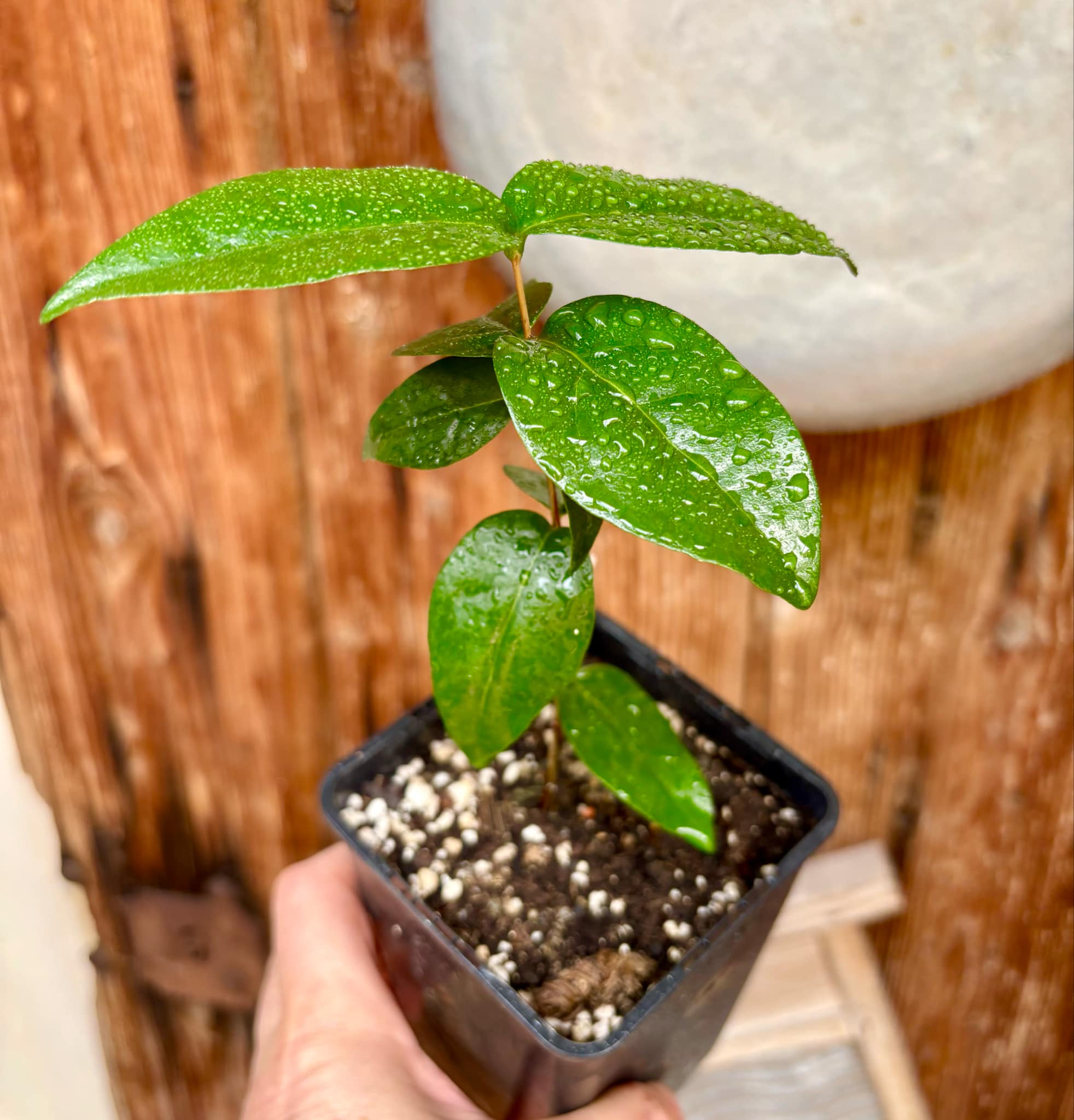 Eugenia uniflora var. red  - cultivated variety / 1 potted plant / 1 getopfte Pflanze