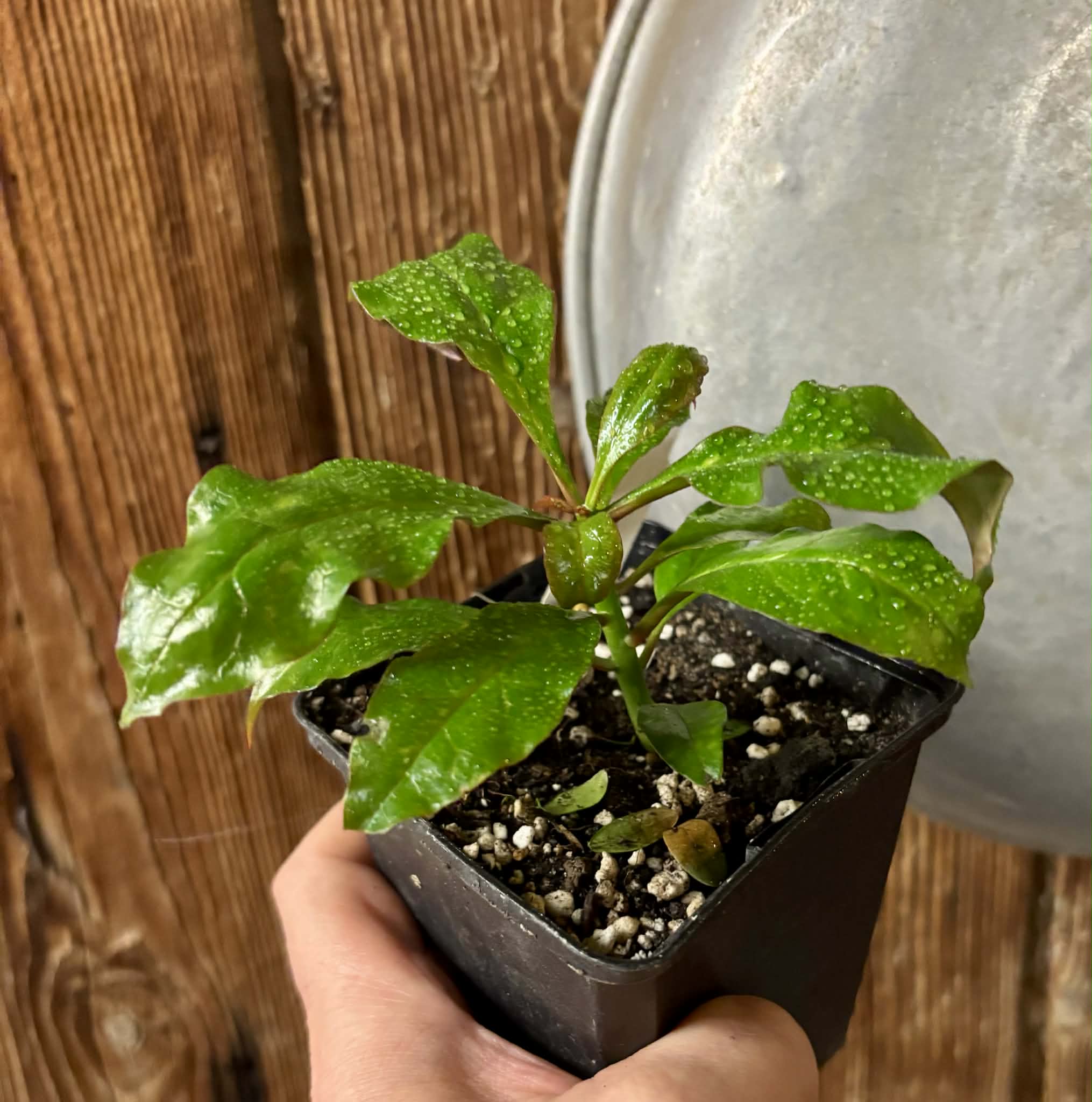 Rooted cutting - Pereskia bleo - Leuenbergeria bleo - 1 potted plant / 1 getopfte Pflanze