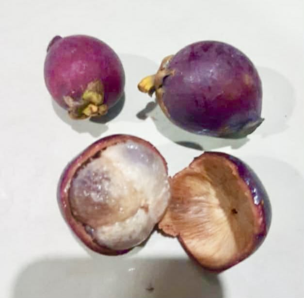 Pre Order - Garcinia forbesii "Purple" - 1 fresh seed / 1 frischer Samen