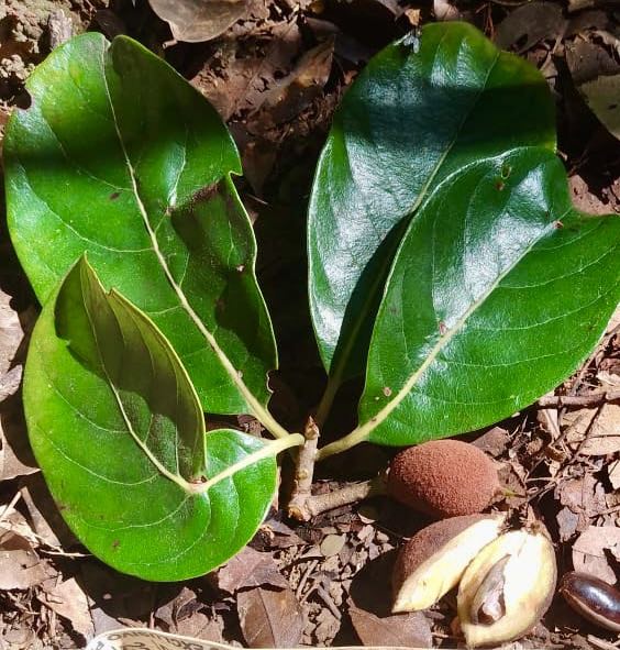 Pradosia sp Nova Cacau de Macaco  -  1 small potted seedling / 1 kleiner, getopfter Sämling