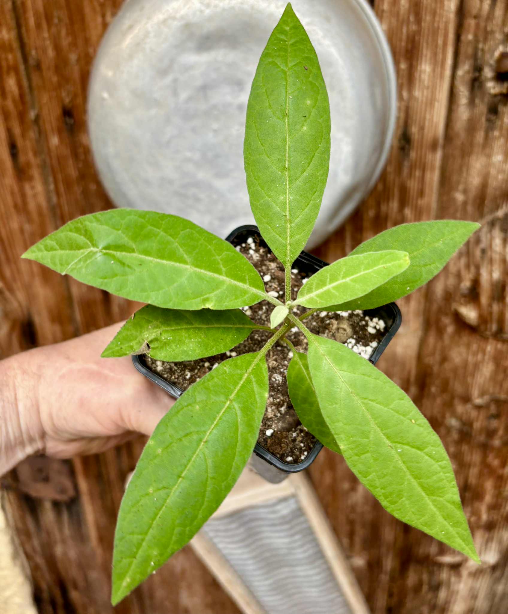 Solanum sp. Mata Escura - 1 potted plant / 1 getopfte Pflanze