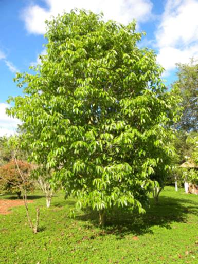 Ultra rare - Barapiroca Acu (Calycolpus legrandii) - 1 potted plant / 1 getopfte Pflanze Ultra rare - Barapiroca Acu (Calycolpus legrandii) - 1 potted plant / 1 getopfte Pflanze