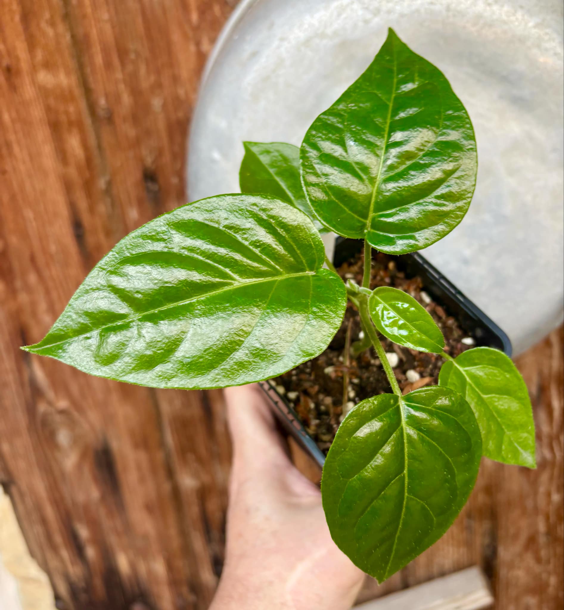 Tomatao Verde do Mato (Solanum melissarum) - 1 small potted seedling / 1 kleiner, getopfter Sämling