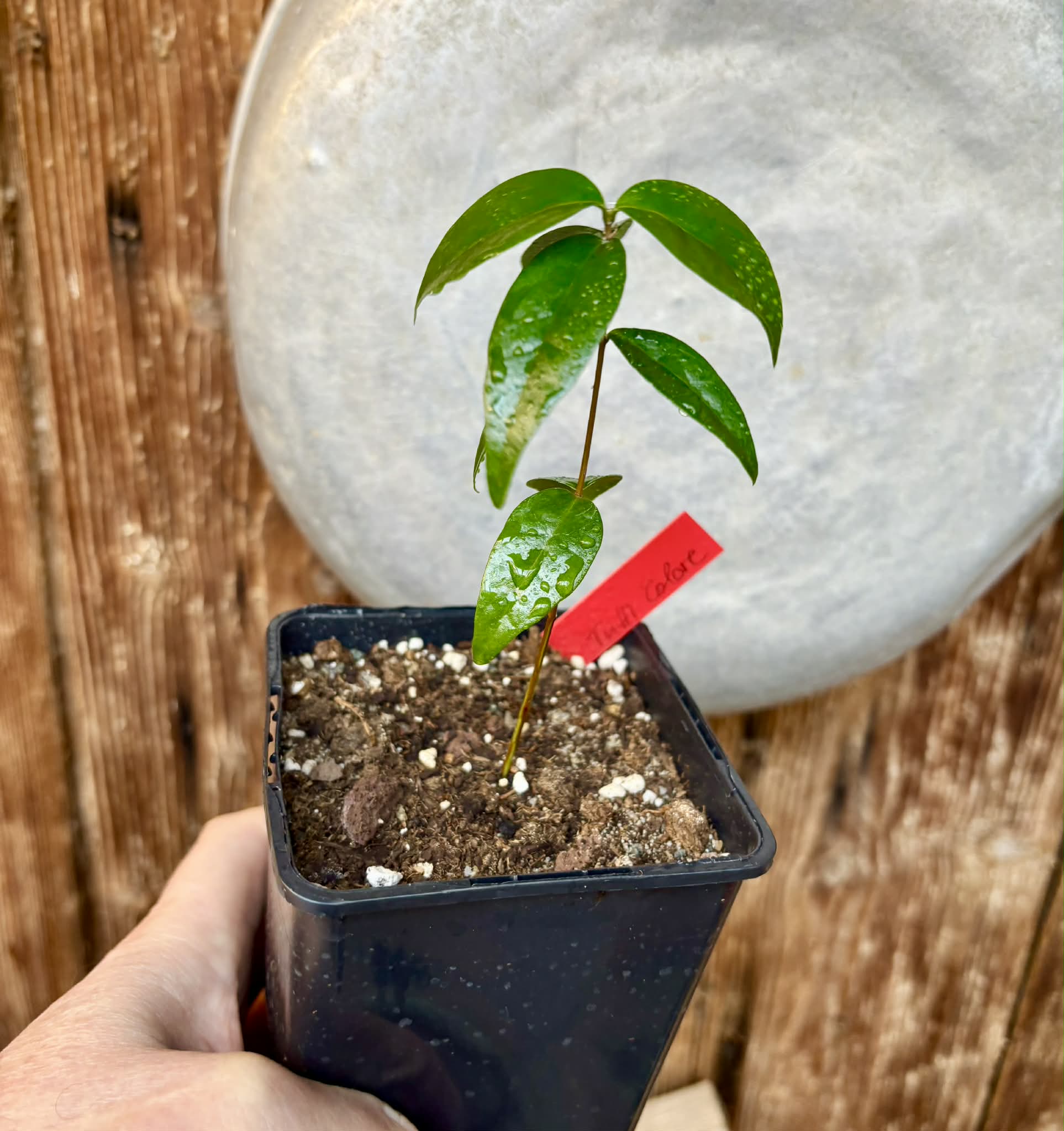 Eugenia uniflora var. Tutti Colore  - 1 spotted seedling / 1 getopfter Sämling