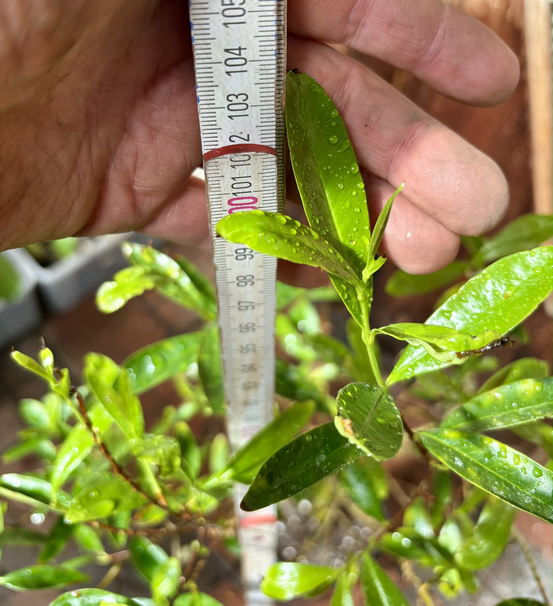 5 years old - Cherry of Rio Grande (Eugenia involucrata) - 1 potted plant / 1 getopfte Pflanze