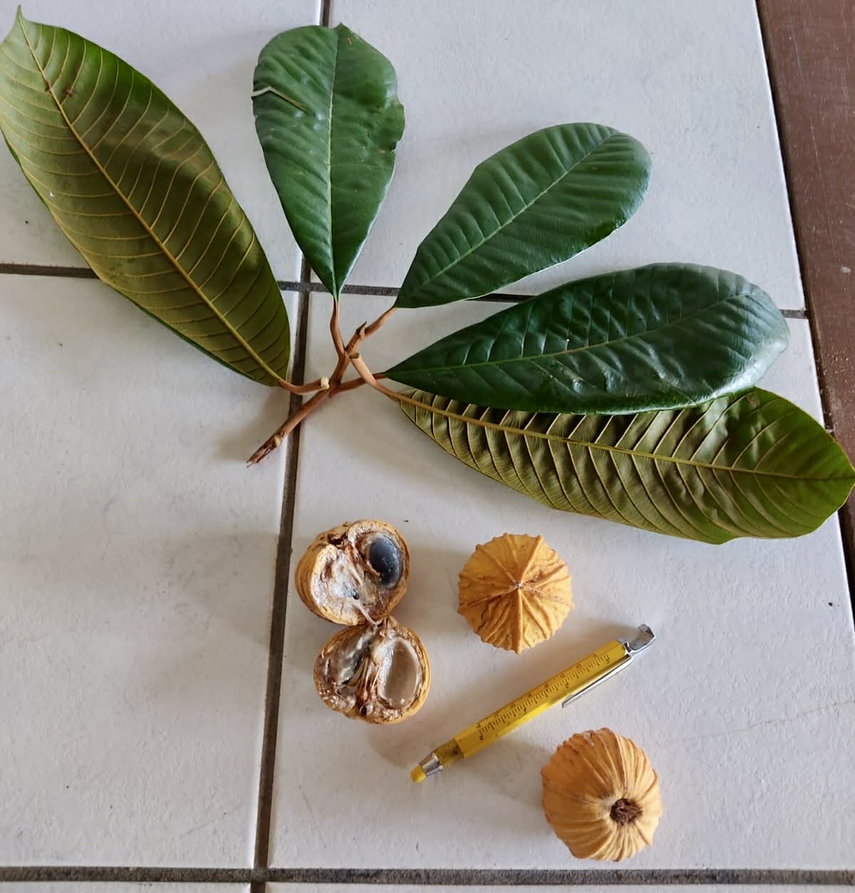 Pre Order - Ecclinusa ramiflora -  1 fresh seed / 1 frischer Samen