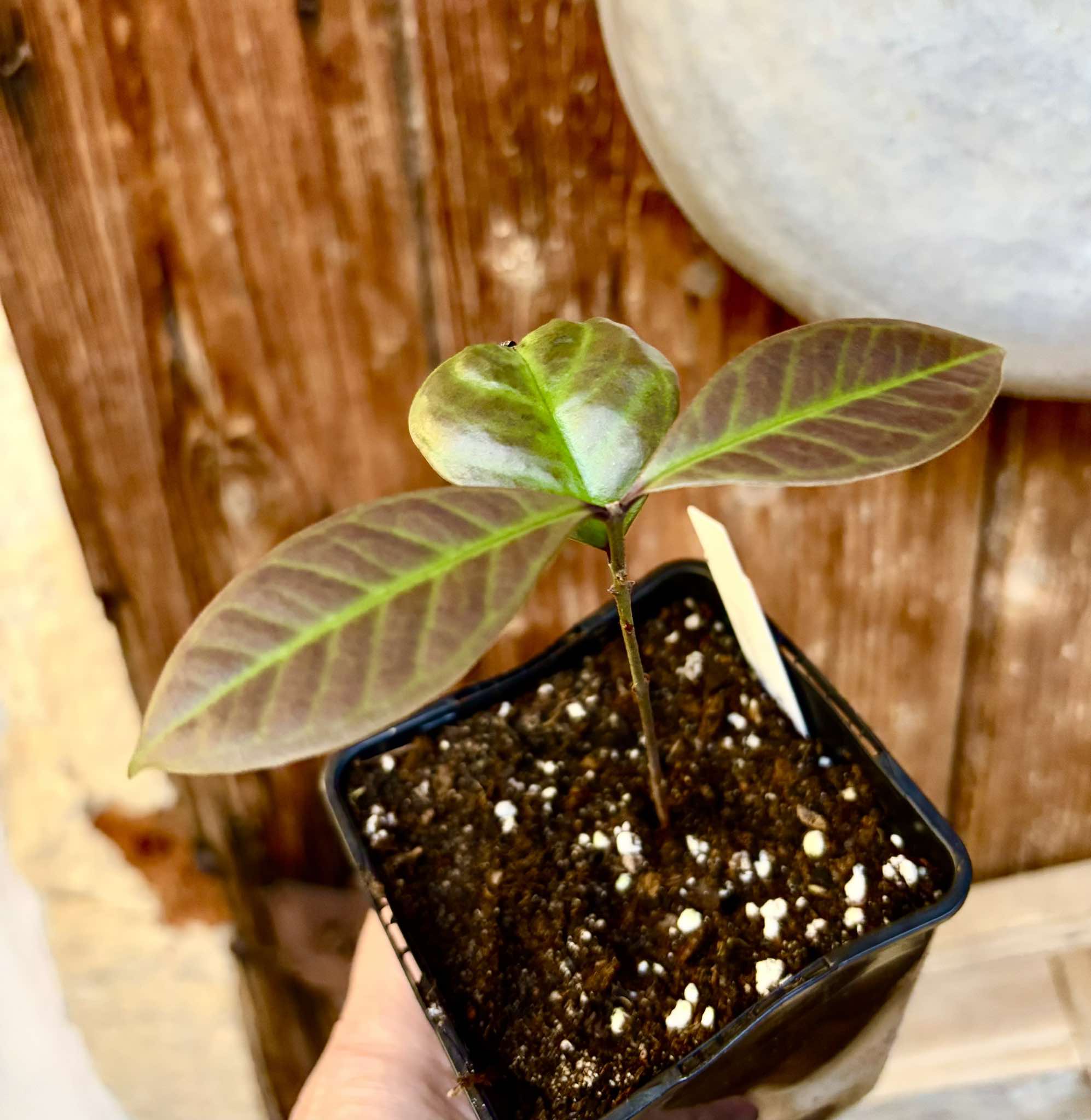 Eugenia mosenii -  1 small potted seedling / 1 kleiner, getopfter Sämling