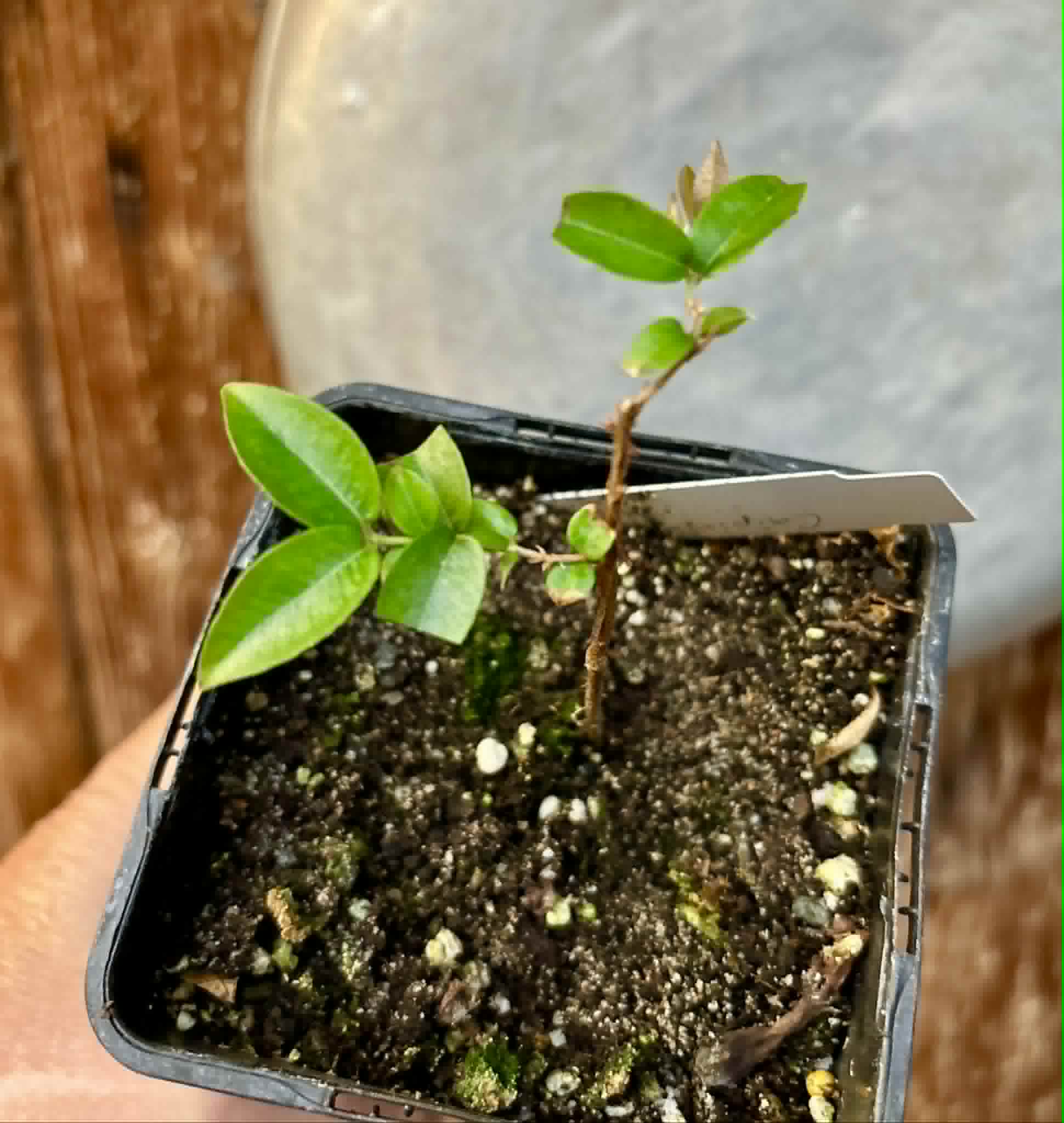 Plinia sp Caipirinha - Guapurium caipirinha - 1 potted seedling / 1 getopfter Sämling