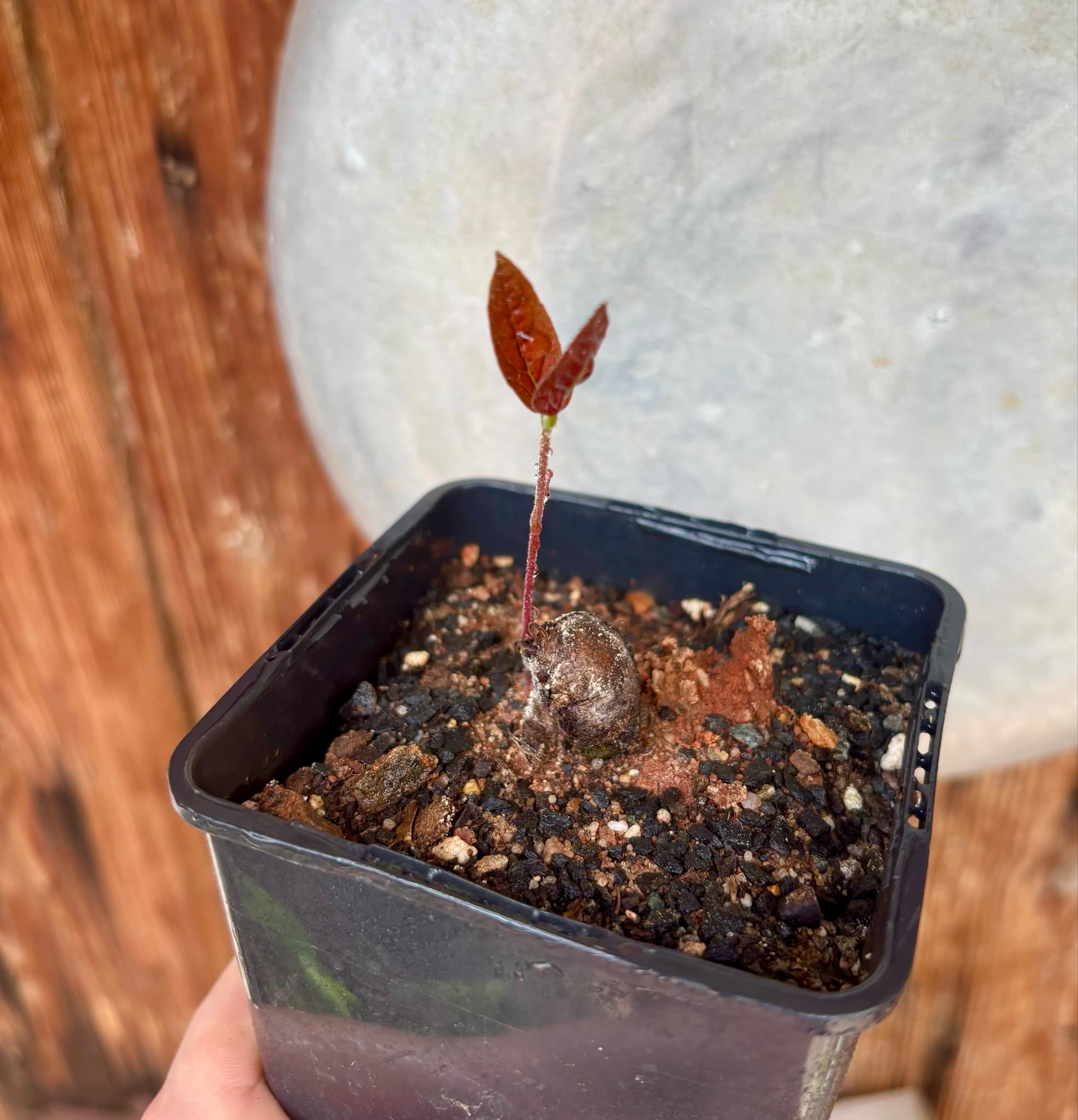 Eugenia campininha  -  1 potted plant / 1 getopfte Pflanze