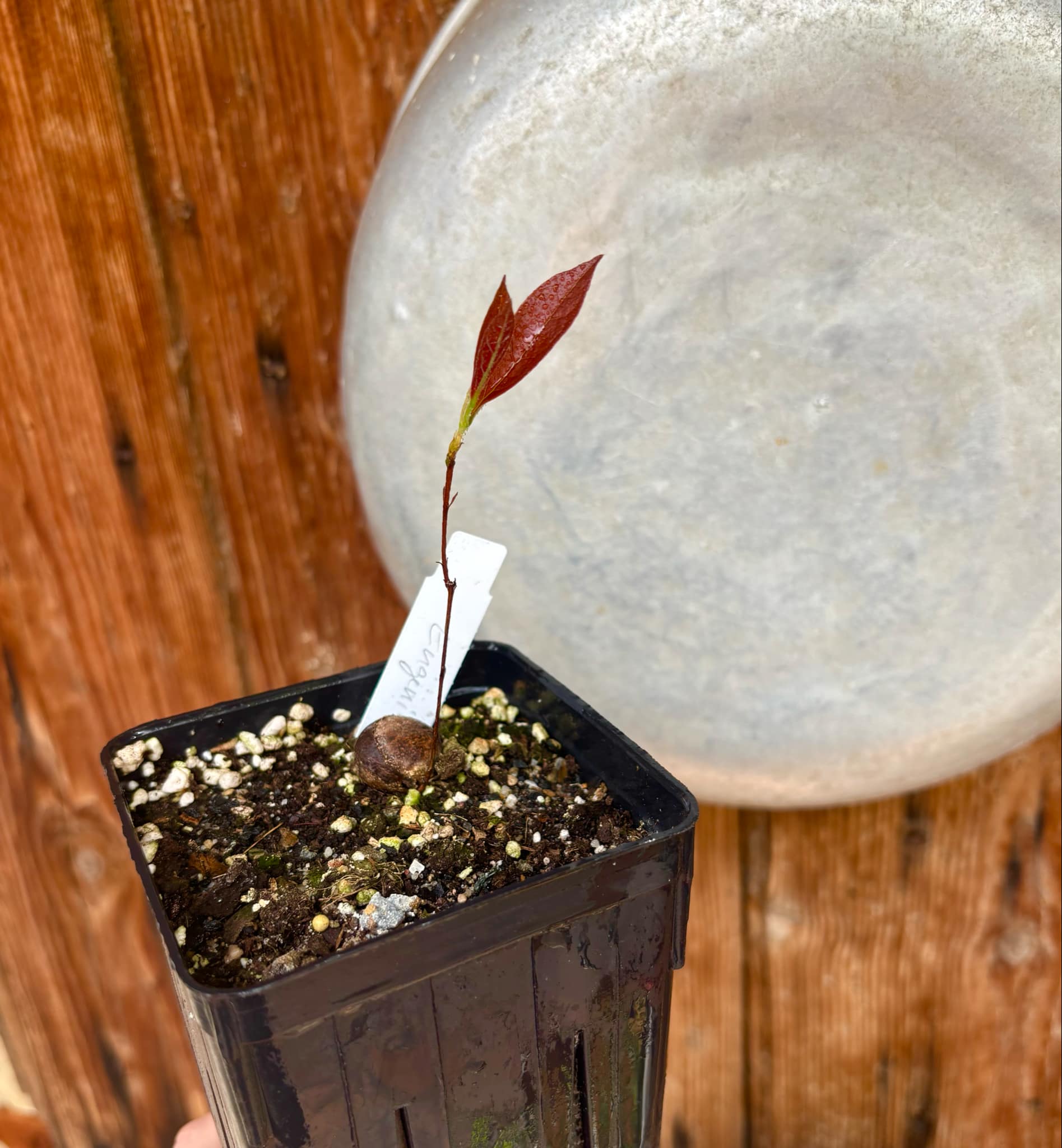 Eugenia campininha  -  1 potted plant / 1 getopfte Pflanze