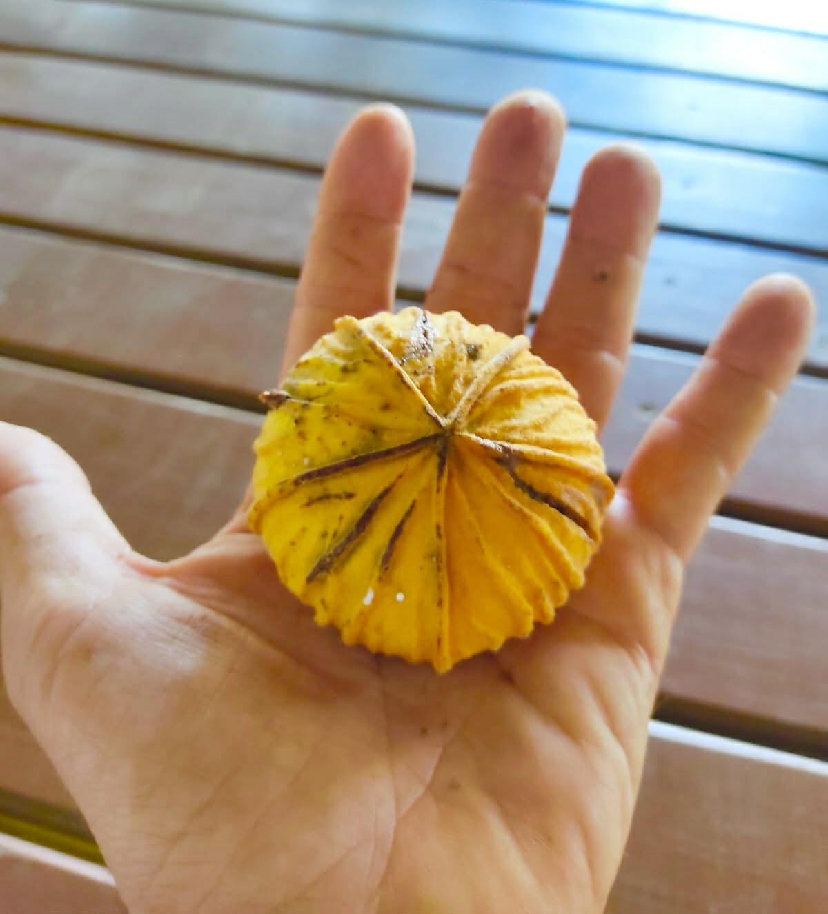 Pre Order - Ecclinusa ramiflora -  1 fresh seed / 1 frischer Samen